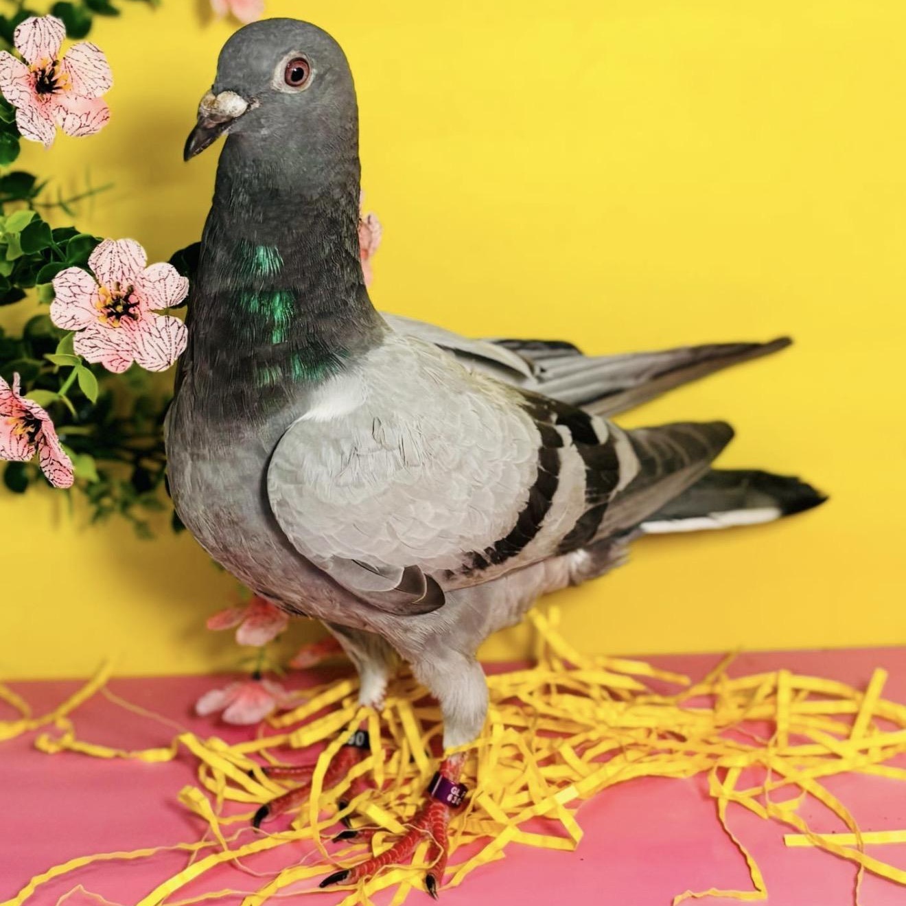 Pixy Stix, Adoptable, Young Unknown Pigeon.