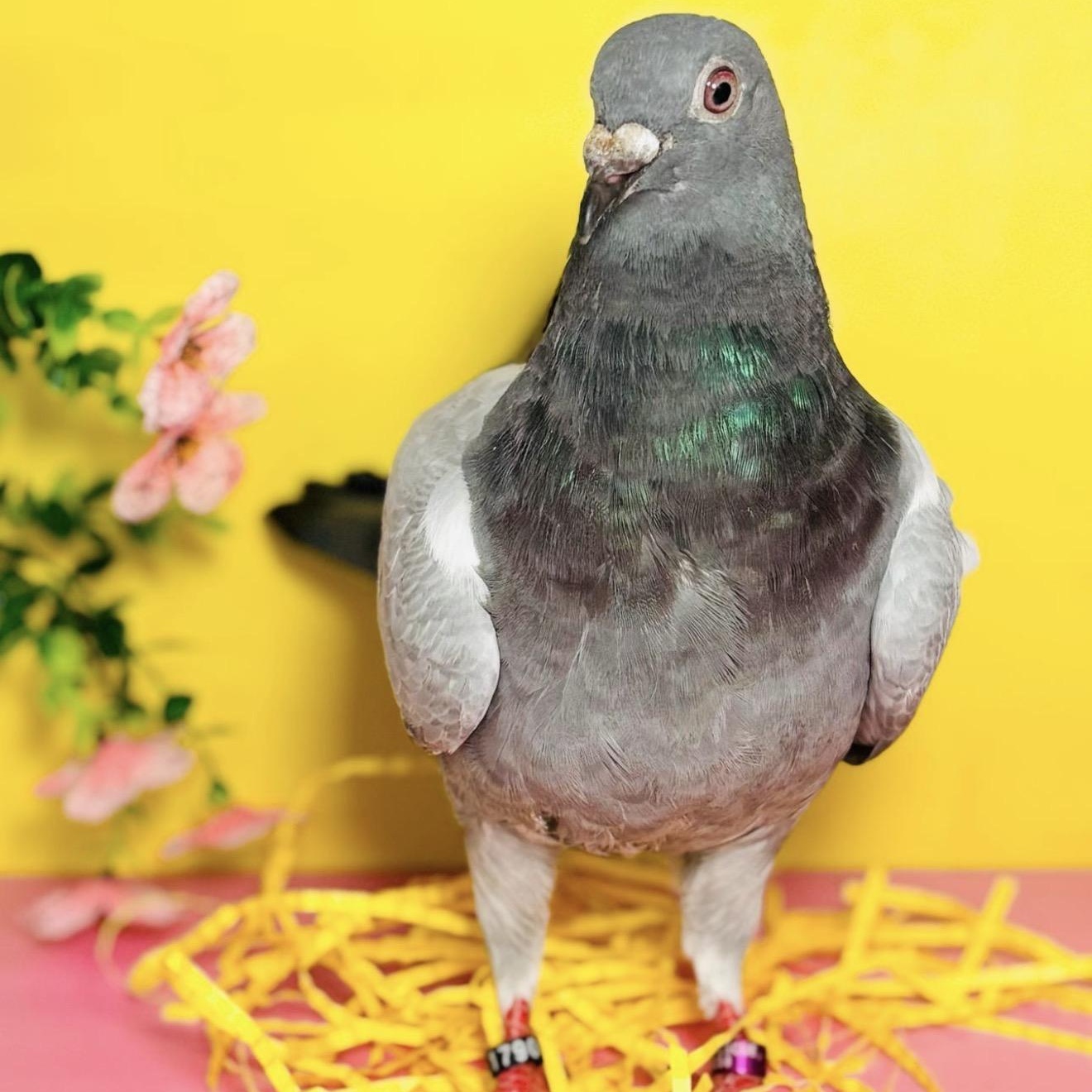 Pixy Stix, a Adoptable Pigeon in Chicago, IL image 2/3