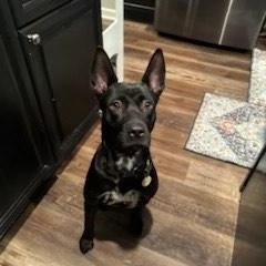 Enlarge Brittany, a Adoptable mixed breed in cumming, GA image 1/4