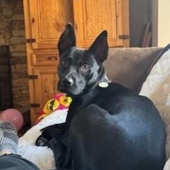 Enlarge Brittany, a Adoptable mixed breed in cumming, GA image 3/4