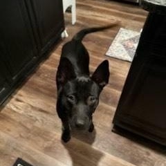 Enlarge Brittany, a Adoptable mixed breed in cumming, GA image 4/4