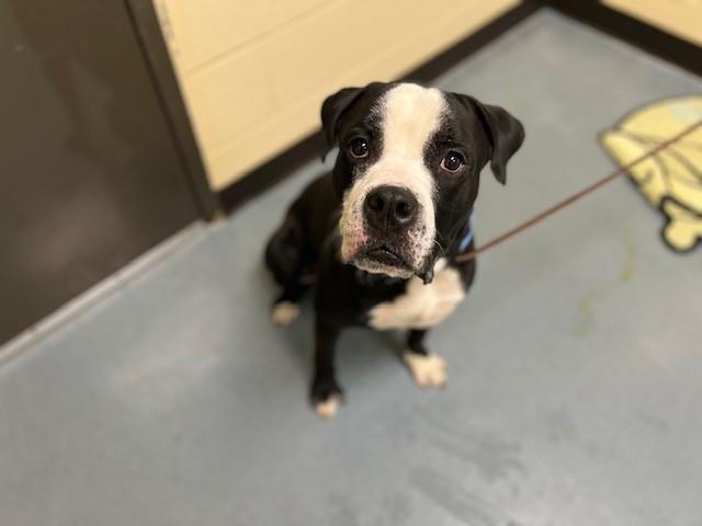 PAPA ELF, Adoptable, Young Male Pit Bull Terrier.