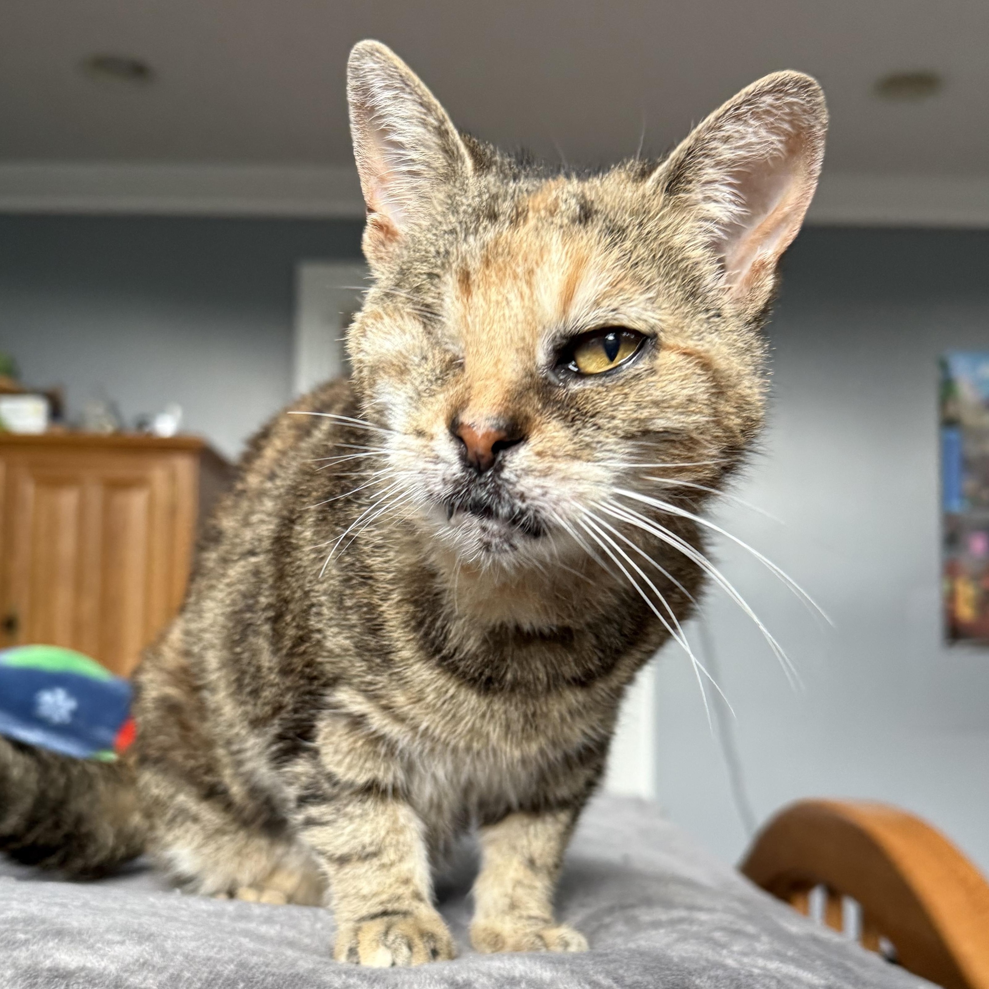 Suzie, adopted, Senior Female Domestic Short Hair.