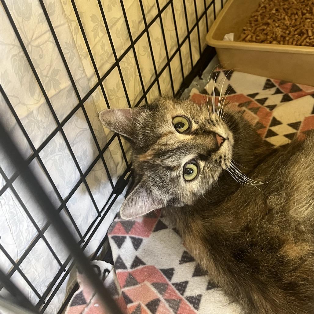 Enlarge Nala, a Adoptable Domestic Medium Hair in Spokane, WA image 1/1