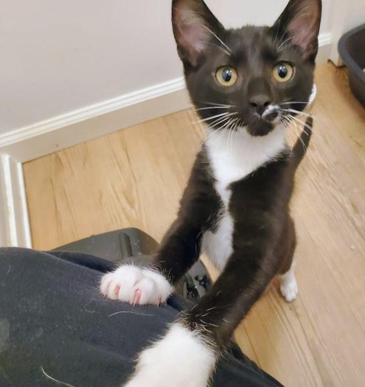 Harold, ADOPTABLE, Young Male Domestic Short Hair.