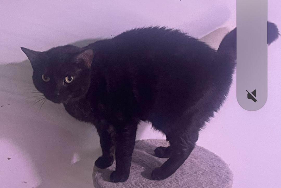 Pepper, Adoptable, Adult Female Domestic Short Hair.