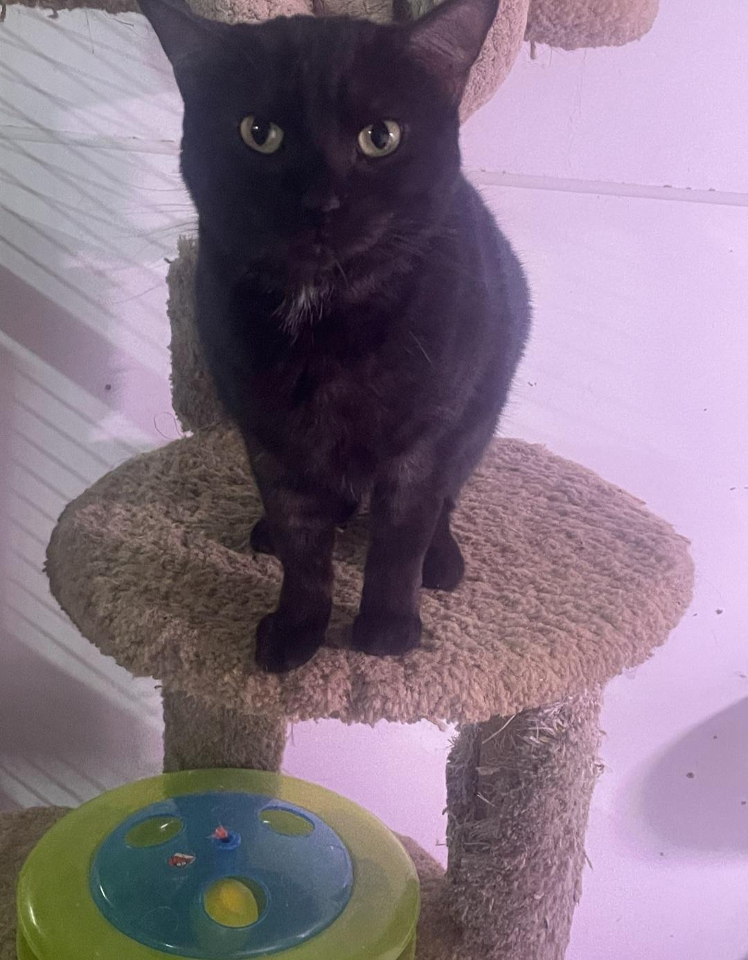 Pepper, a Adoptable Domestic Short Hair in Billings, MT image 2/2