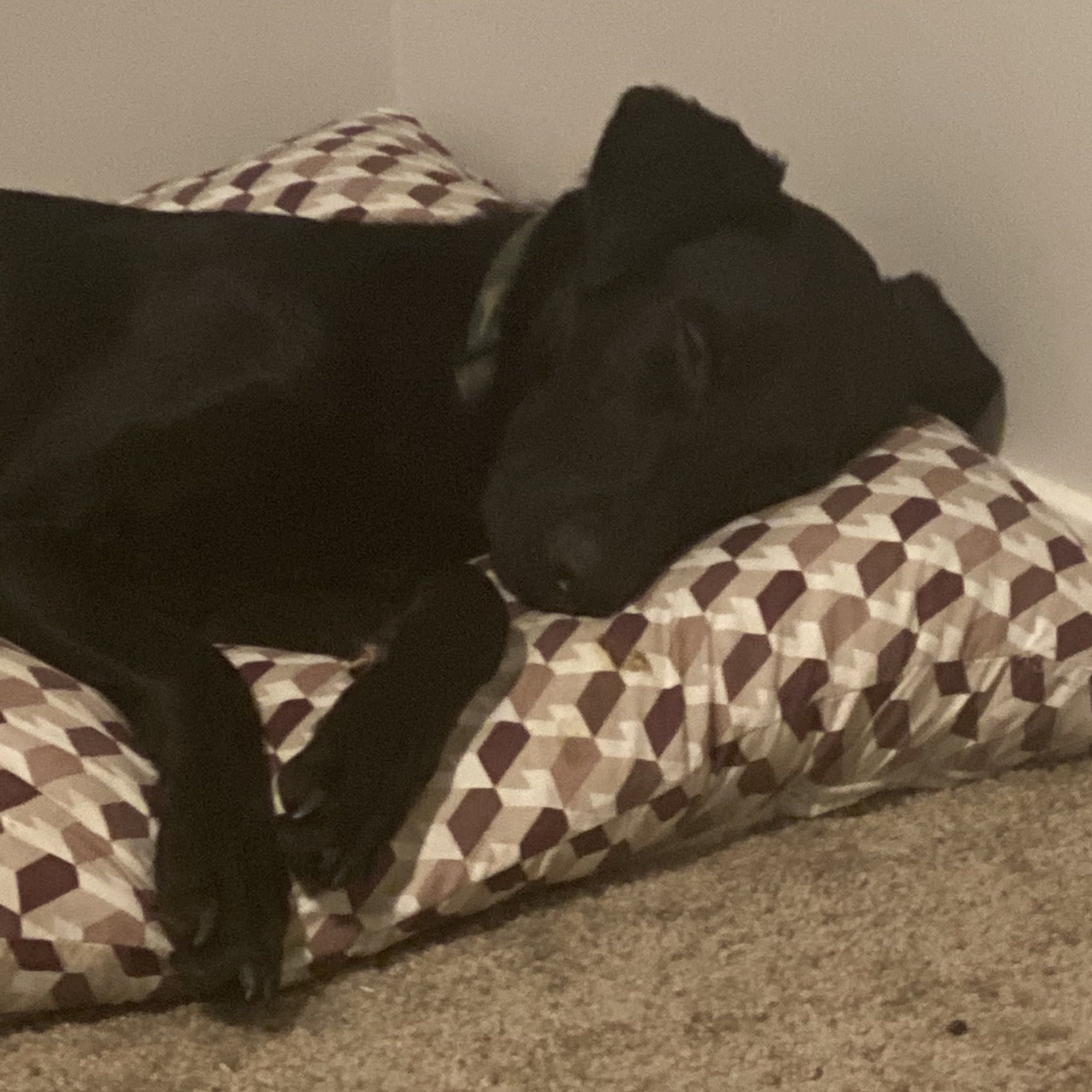 Dog for adoption Wayne, a Labrador Retriever in Austin, TX Petfinder