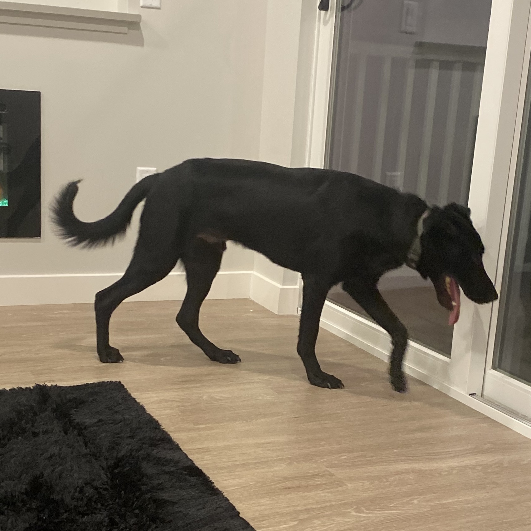 Dog for adoption Wayne, a Labrador Retriever in Austin, TX Petfinder