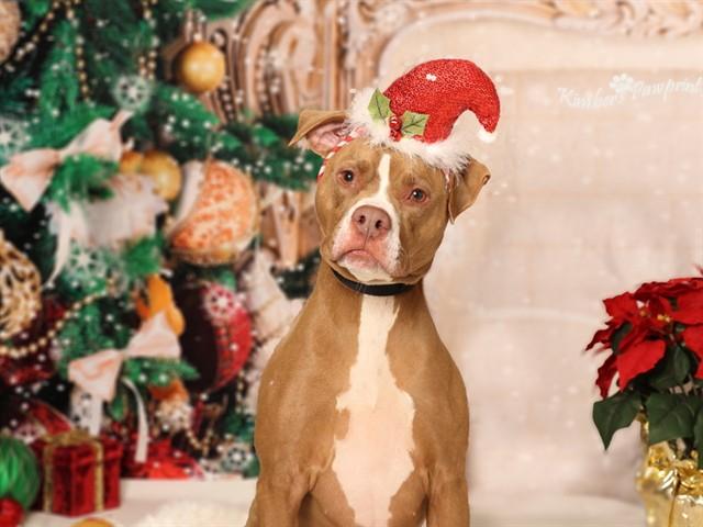 PENNY, Adoptable, Adult Female Boxer & Mixed Breed.