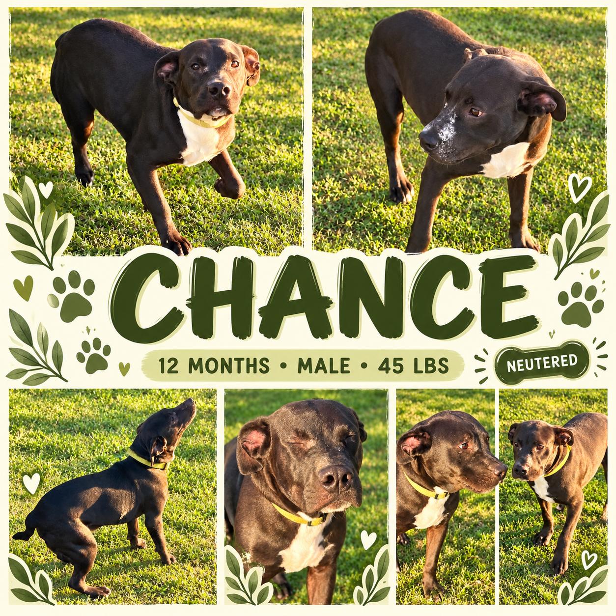 Chance, Adoptable, Young Male Boxer & Labrador Retriever.