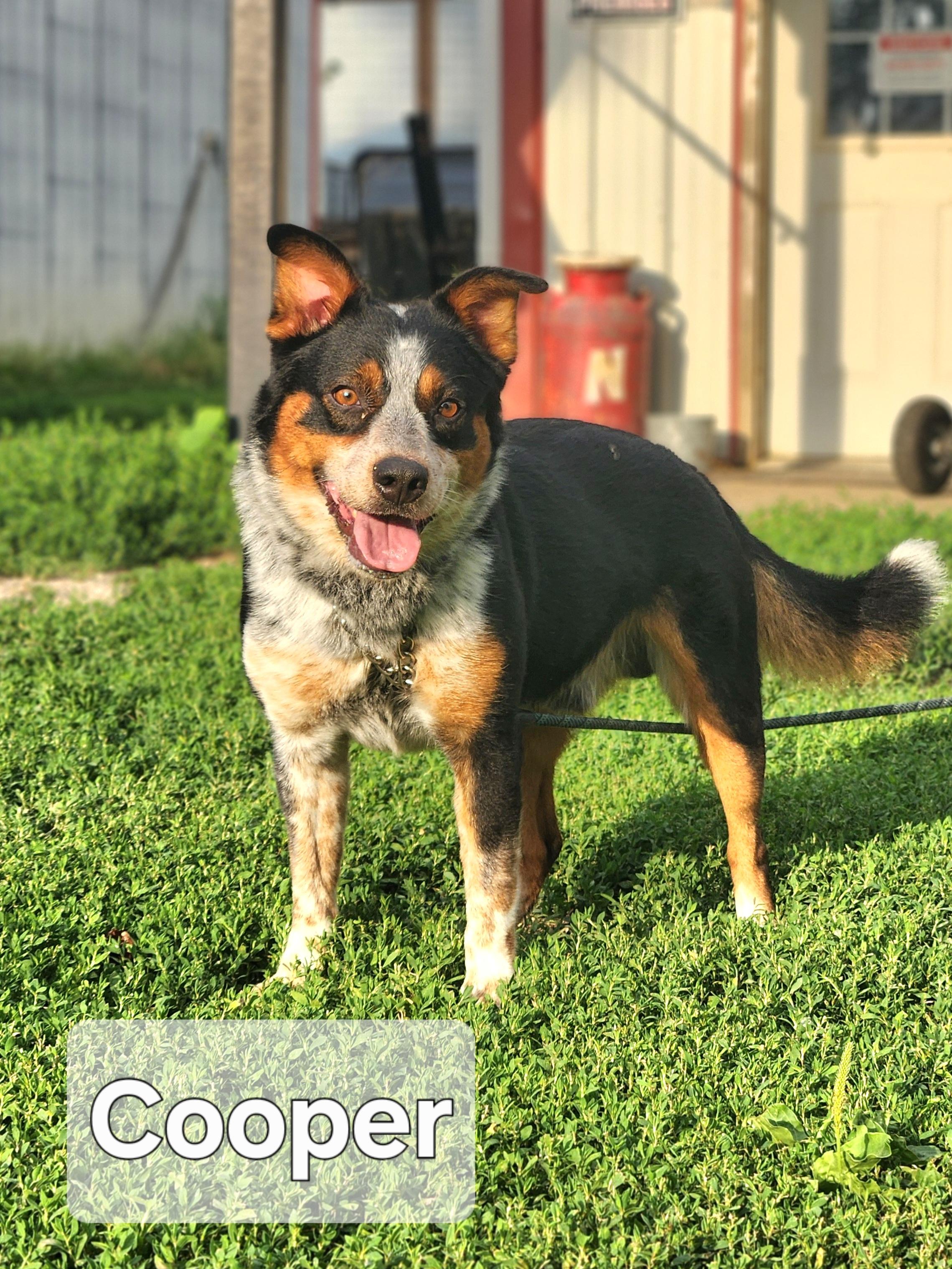 Cooper, Adult Male unknown
