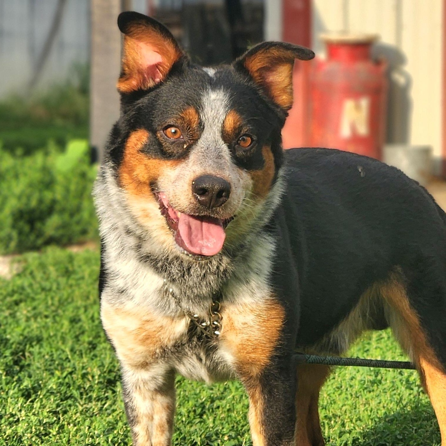 Enlarge Copper, a Adoptable Australian Cattle Dog / Blue Heeler in Walthill, NE image 1/2