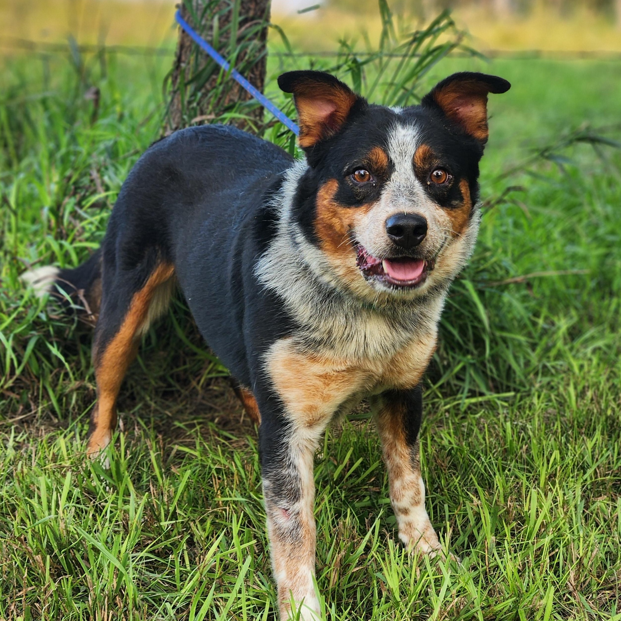 Enlarge Copper, a Adoptable Australian Cattle Dog / Blue Heeler in Walthill, NE image 2/2