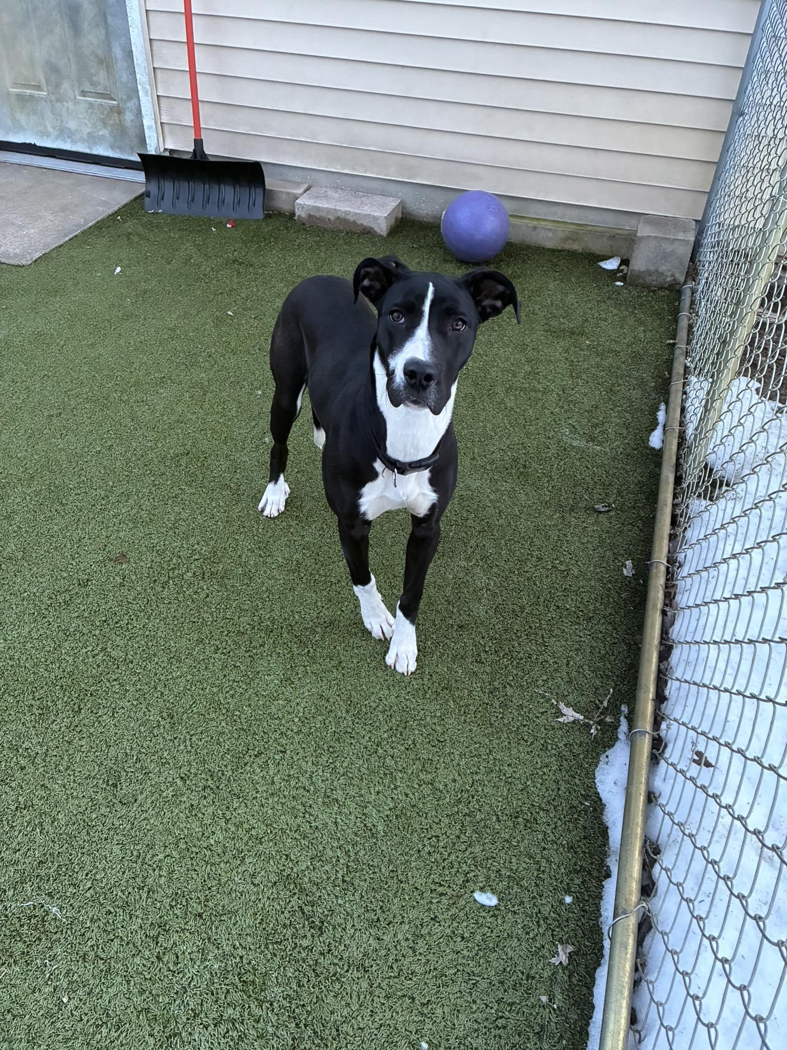 Enlarge Bindi, a ADOPTABLE mixed breed in Traverse City, MI image 1/1