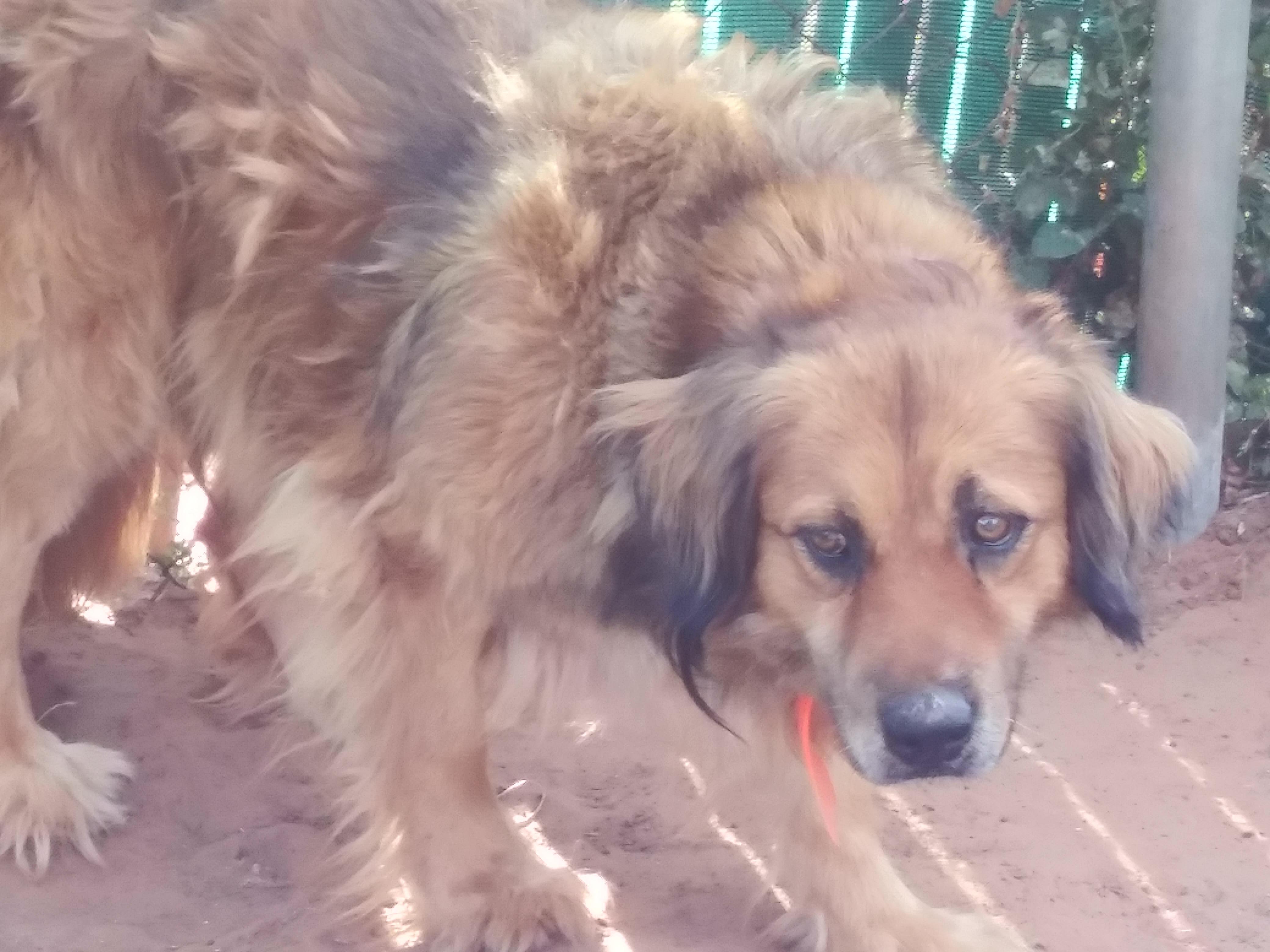 Boobear, Senior Male Golden Retriever