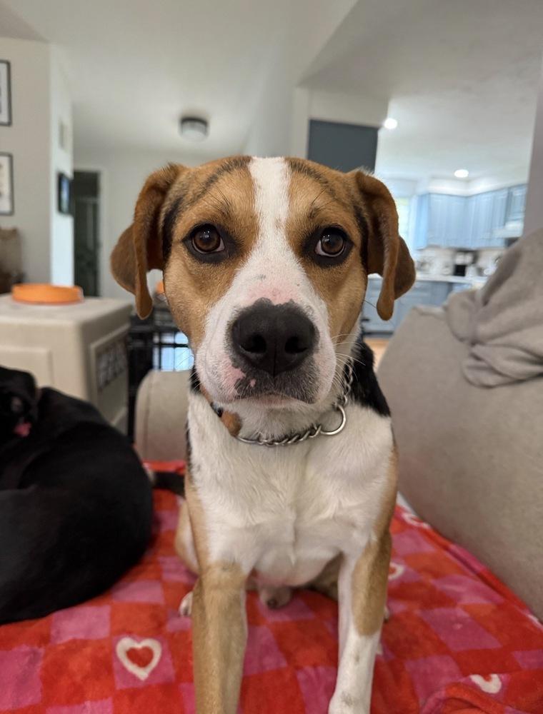 Turner, Adoptable, Adult Male Hound.