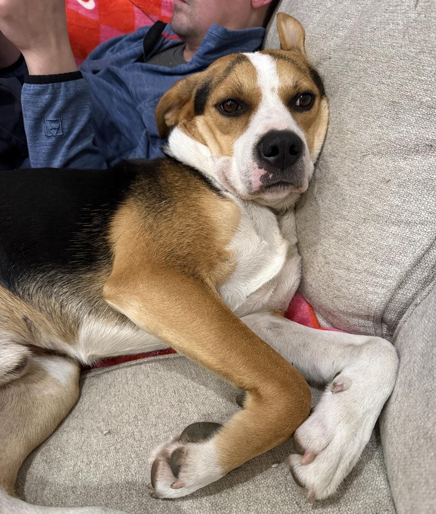 Enlarge Turner, a Adoptable mixed breed in Boston, MA image 2/6