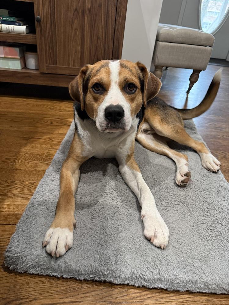 Enlarge Turner, a Adoptable mixed breed in Boston, MA image 3/6