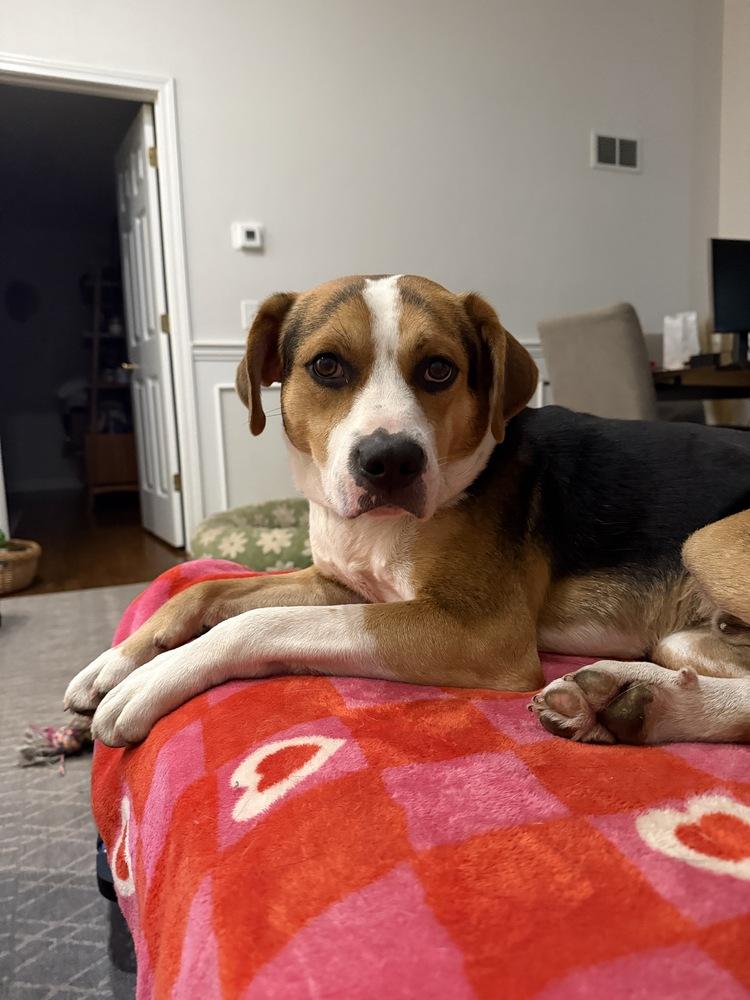 Enlarge Turner, a Adoptable mixed breed in Boston, MA image 4/6