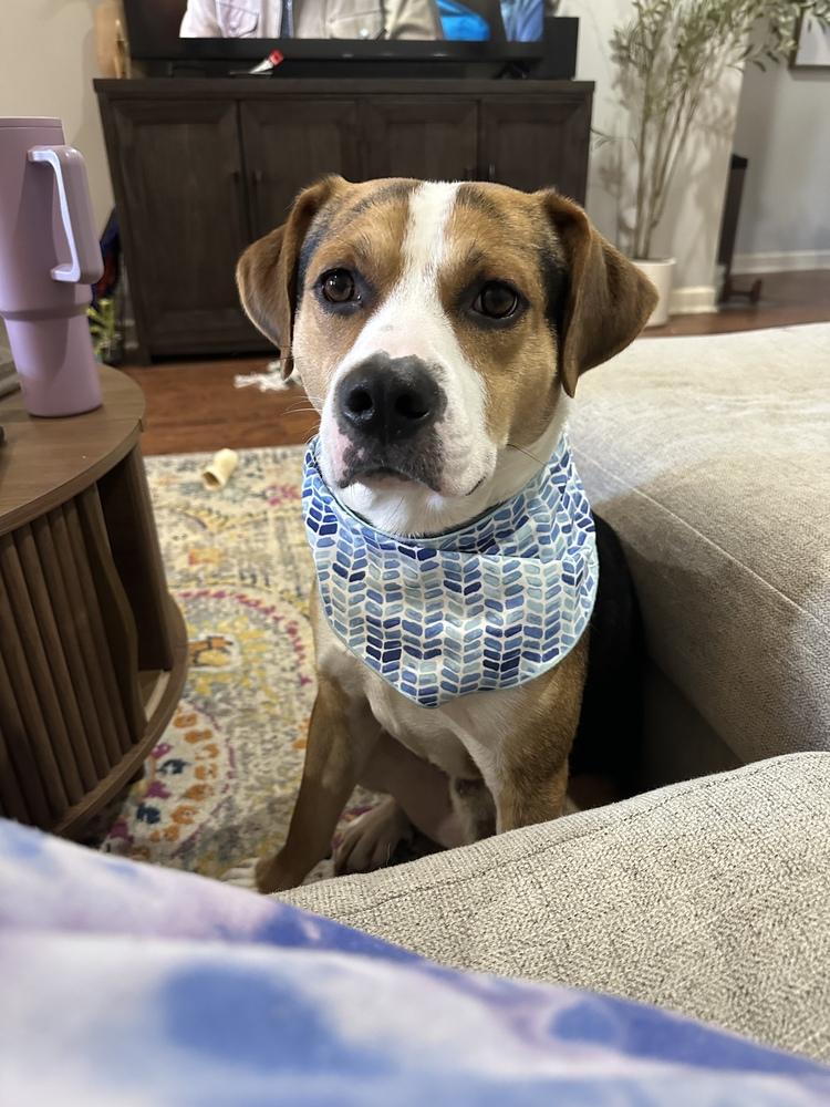 Enlarge Turner, a Adoptable mixed breed in Boston, MA image 5/6