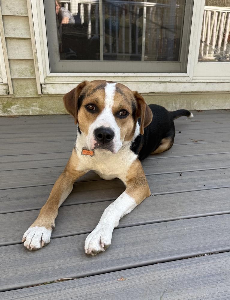 Enlarge Turner, a Adoptable mixed breed in Boston, MA image 6/6