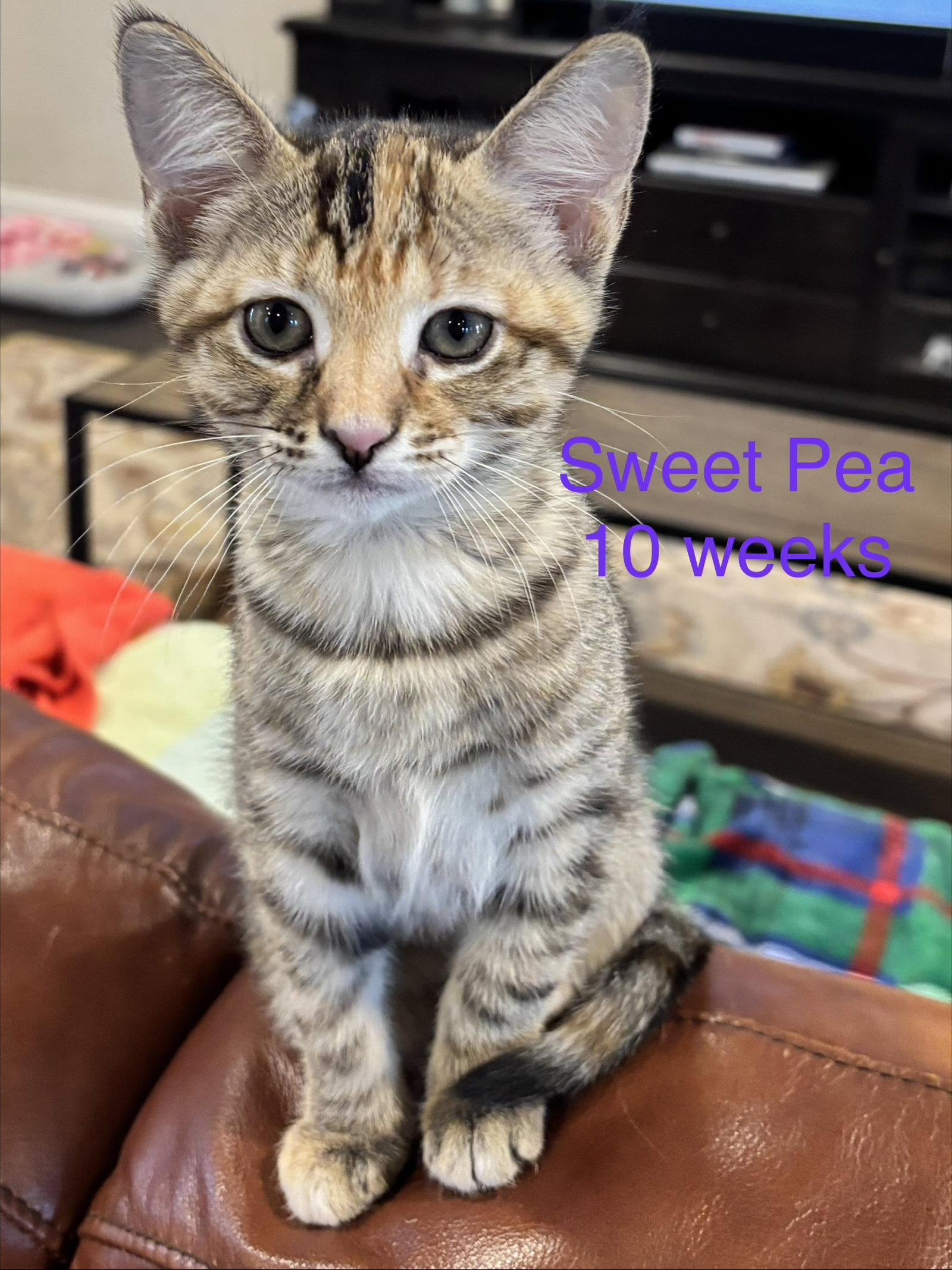 Sweet Pea L, Adopted, Young Female Tabby & Calico.