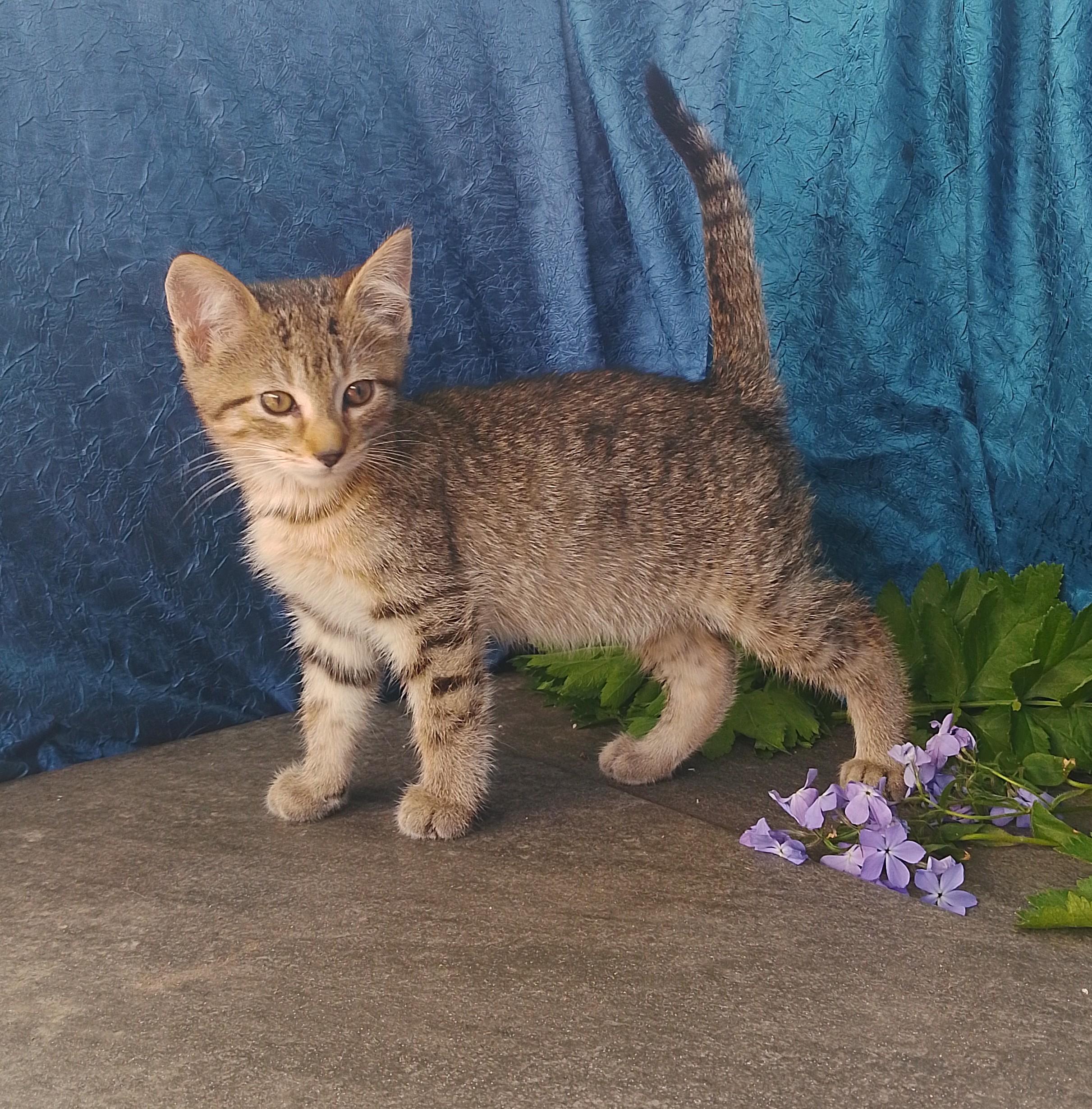 Enlarge Howie 656, a ADOPTABLE American Shorthair in Nichols, NY image 1/1