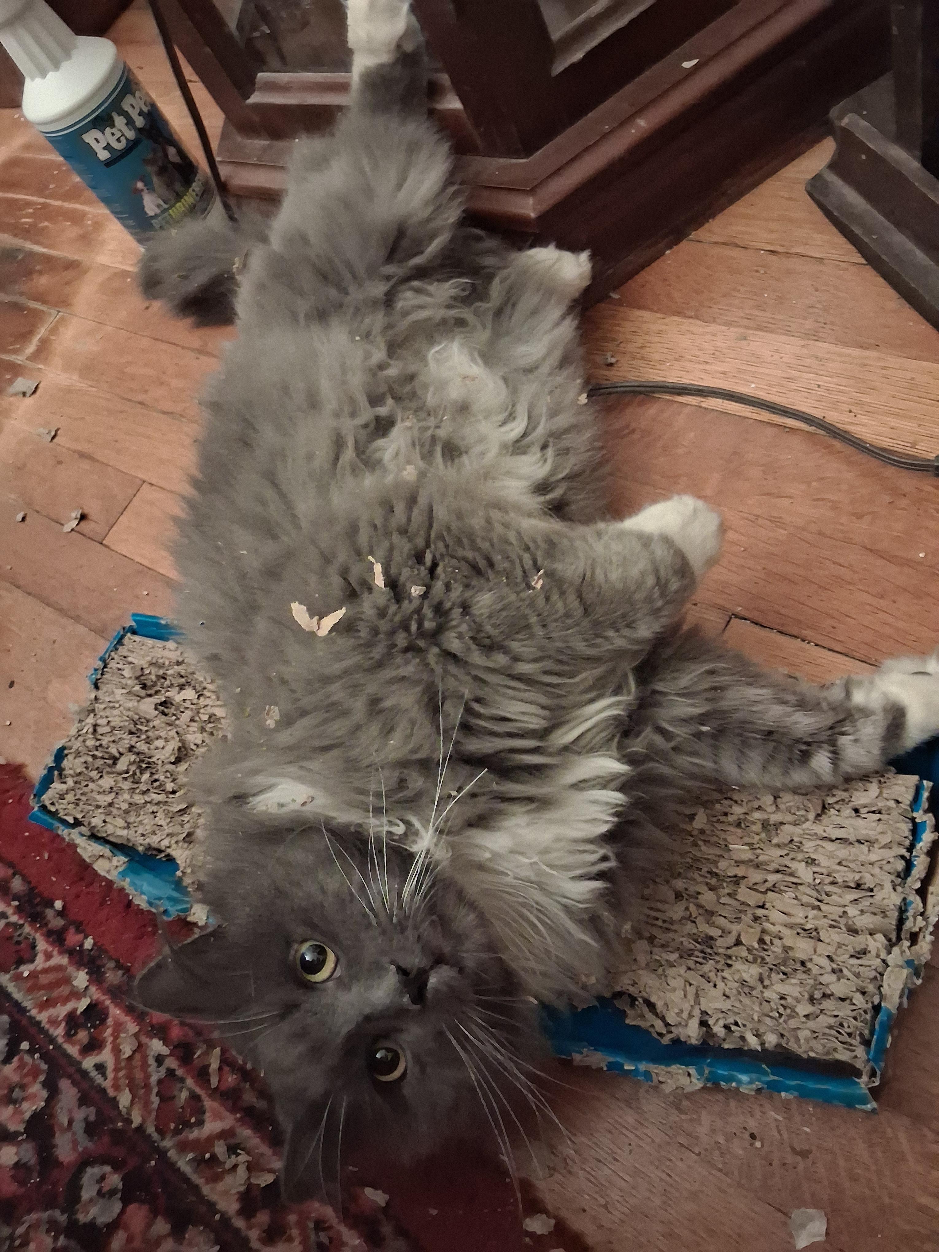 Grey Special Needs:  thumbnail 2