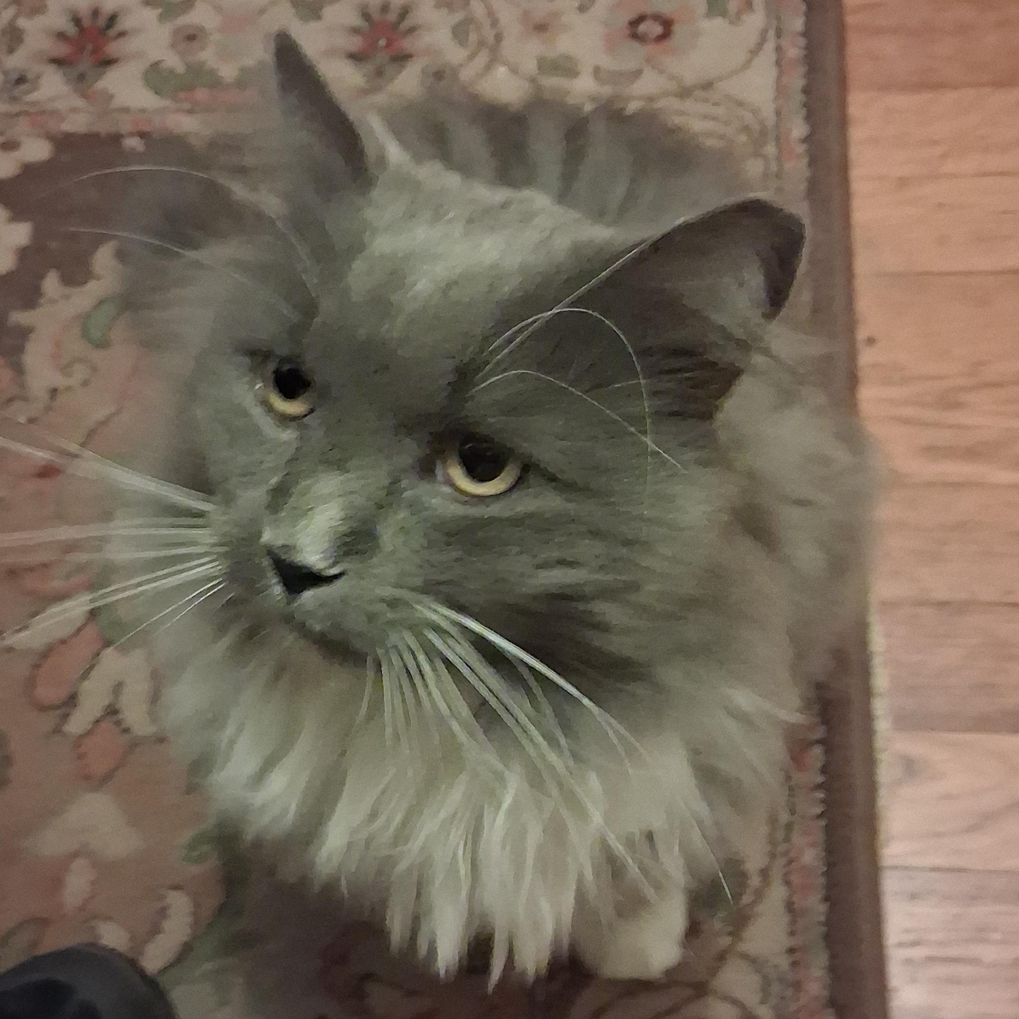 Grey Special Needs:  thumbnail 3