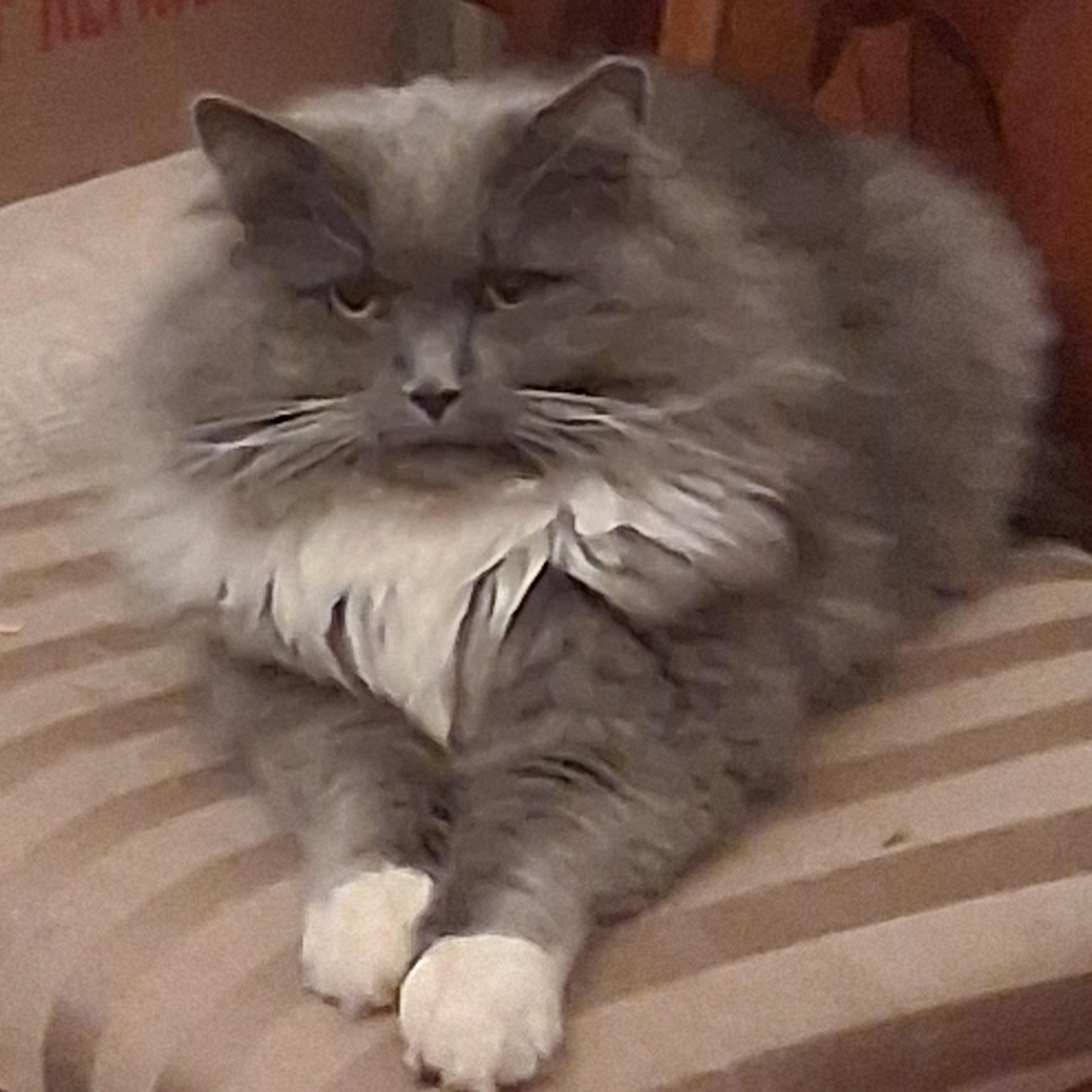 Grey ***Special Needs:  FIV+***, Adoptable, Young Female Domestic Long Hair & Tortoiseshell.