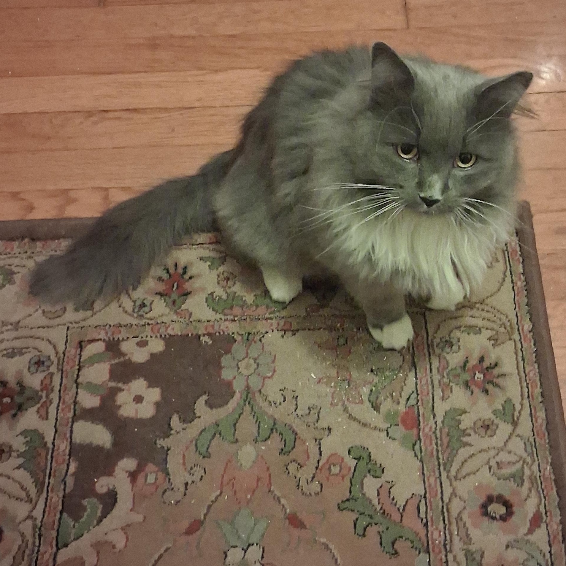 Grey Special Needs:  thumbnail 4