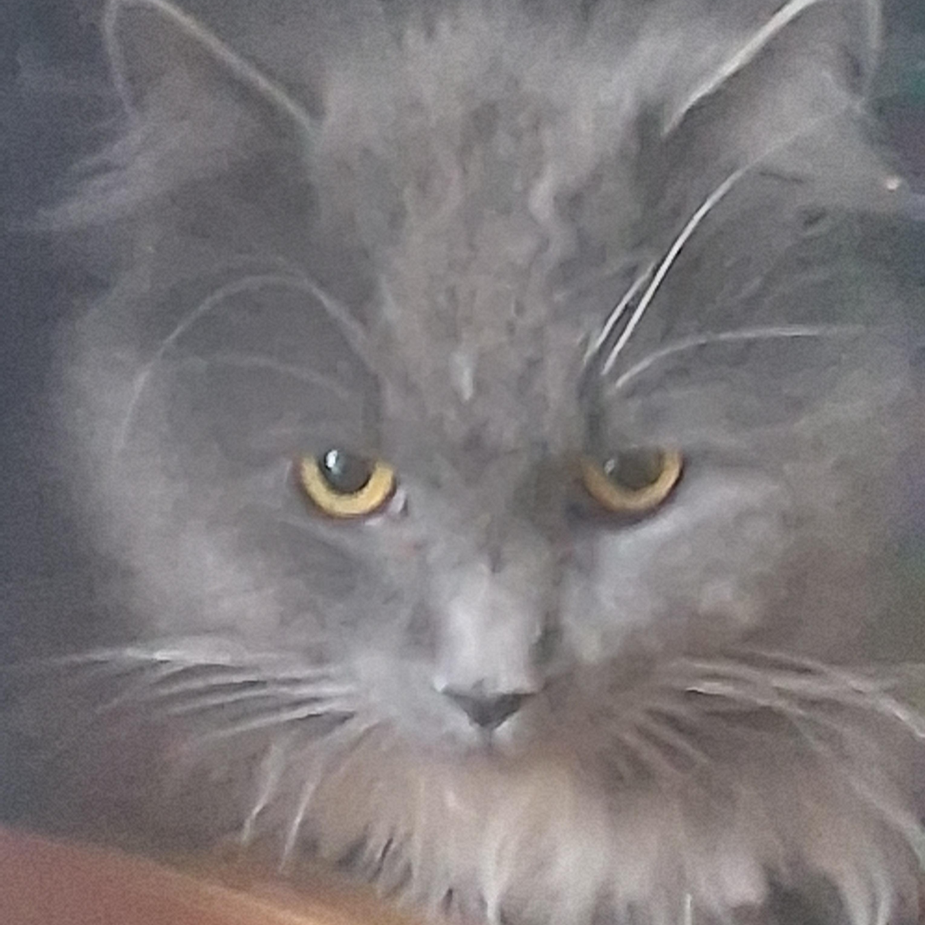 Grey Special Needs:  thumbnail 5