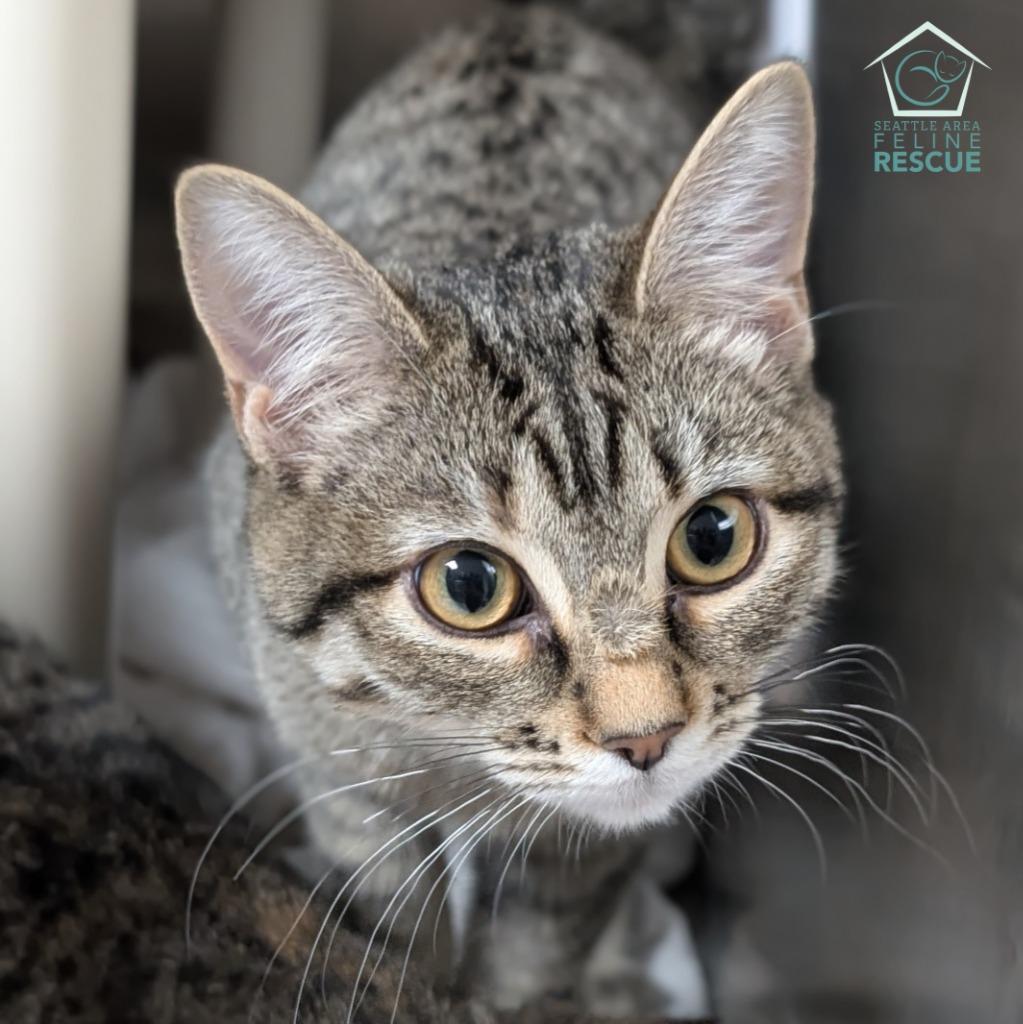 Enlarge Tuftie, a Adoptable mixed breed in Shoreline, WA image 1/3