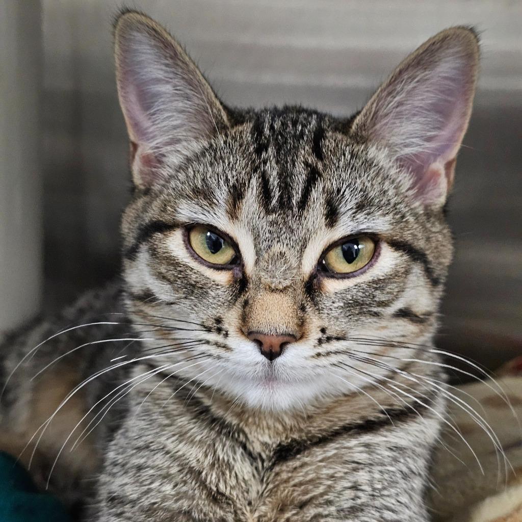 Enlarge Tuftie, a Adoptable mixed breed in Shoreline, WA image 2/3