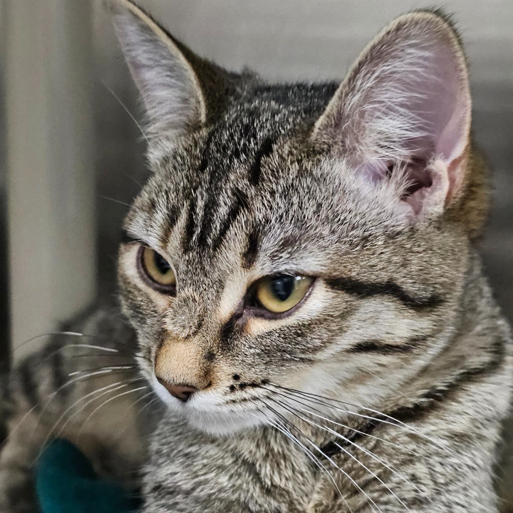 Enlarge Tuftie, a Adoptable mixed breed in Shoreline, WA image 3/3