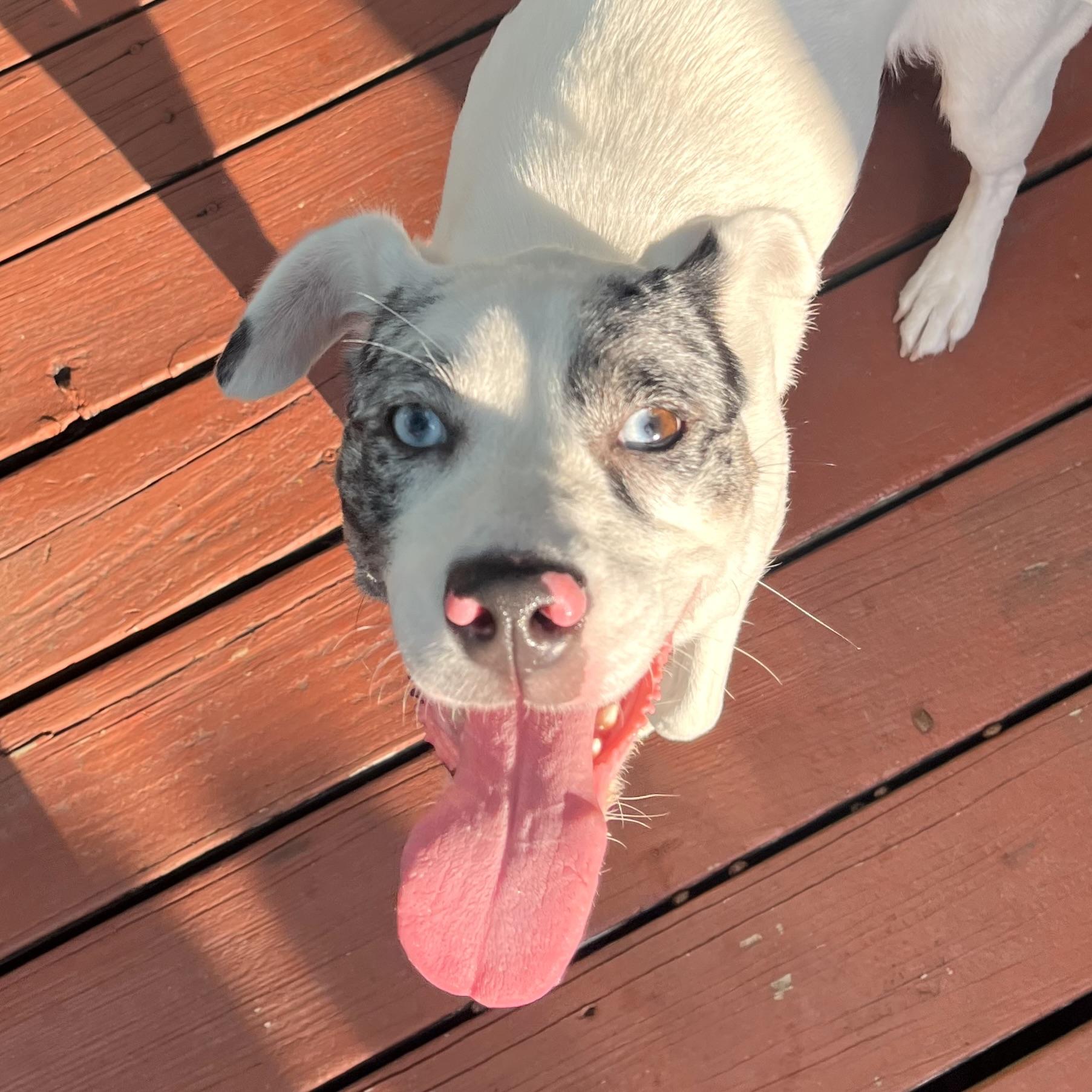 Enlarge Lyla, a Adoptable mixed breed in Latham, NY image 4/6