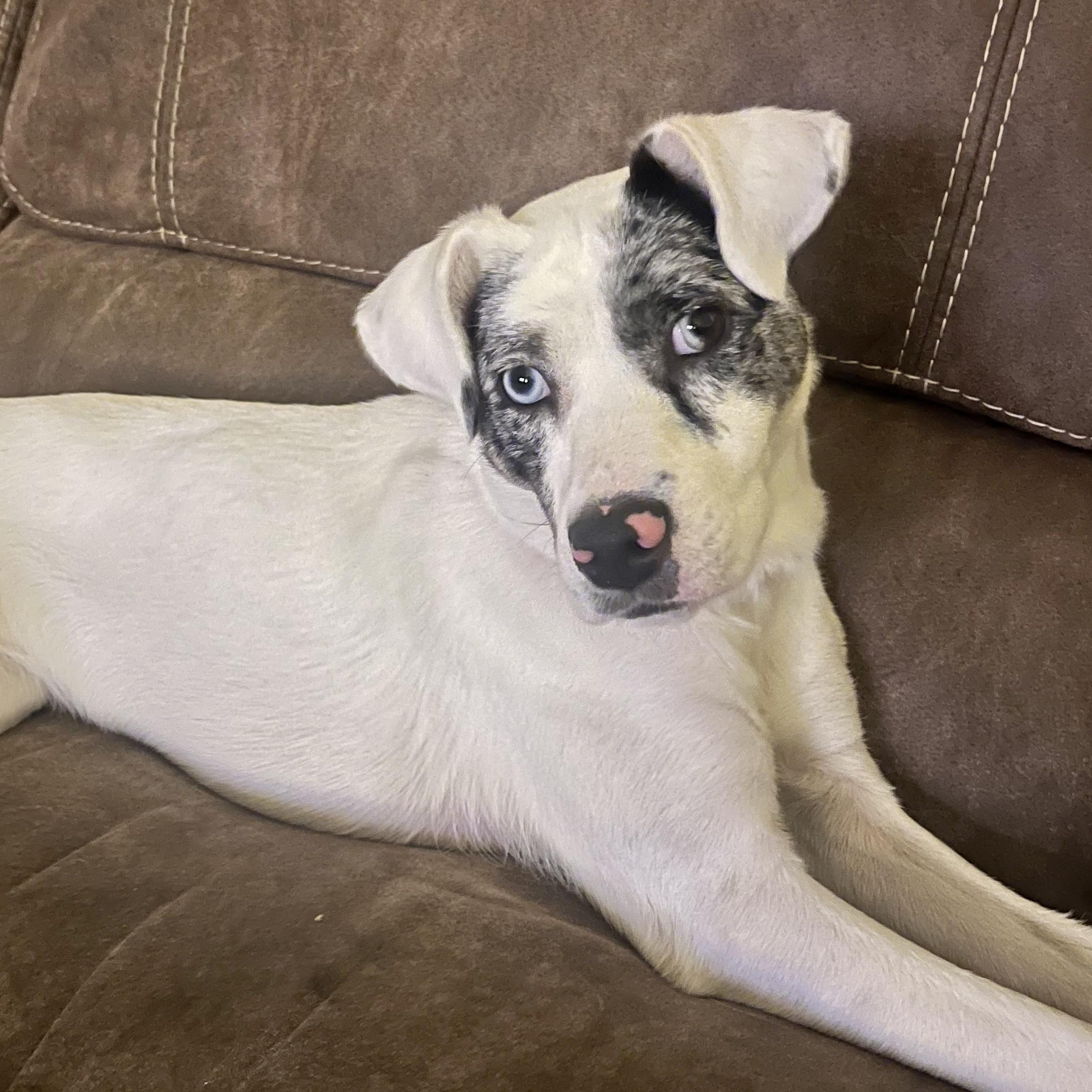 Enlarge Lyla, a Adoptable mixed breed in Latham, NY image 3/6