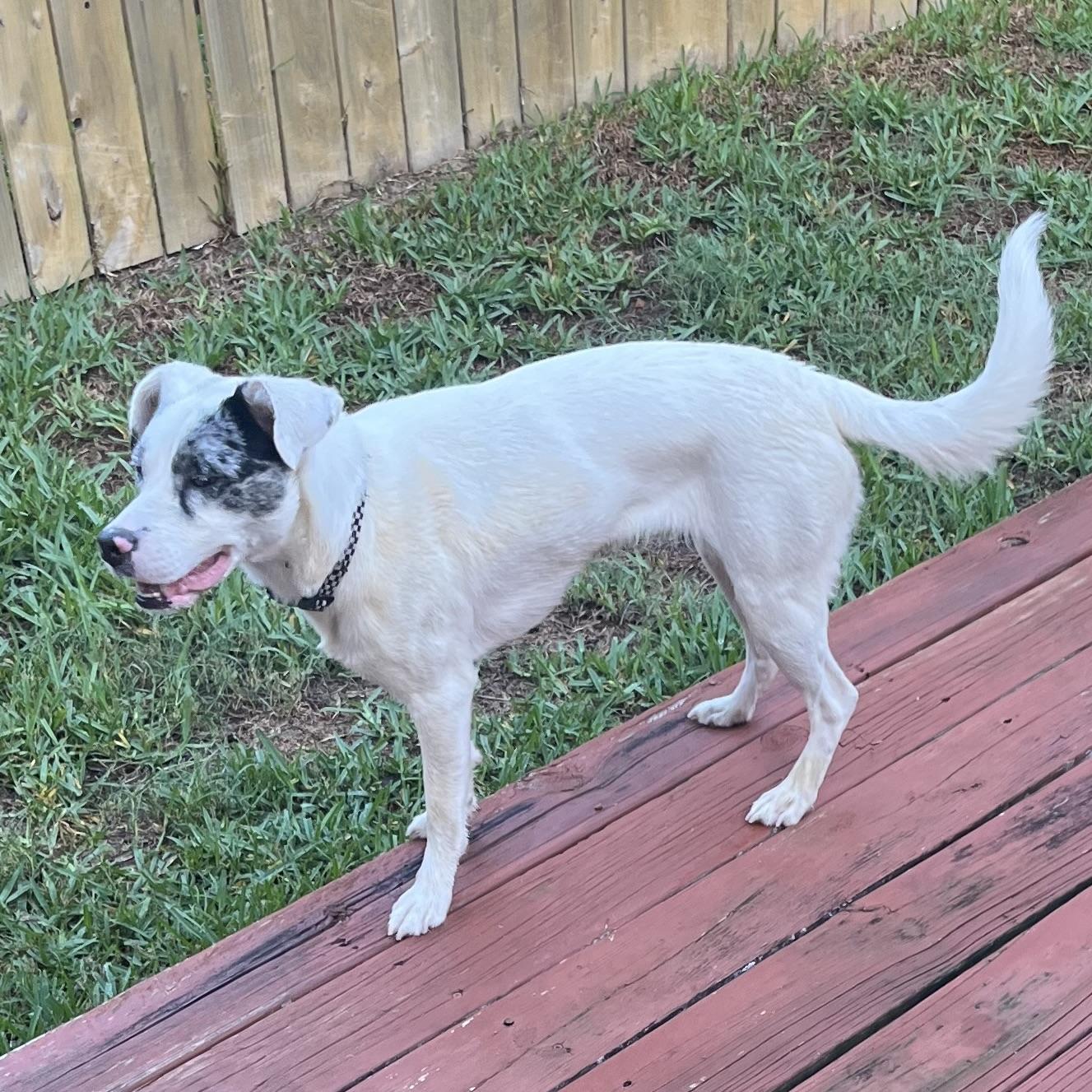 Enlarge Lyla, a Adoptable mixed breed in Latham, NY image 2/6
