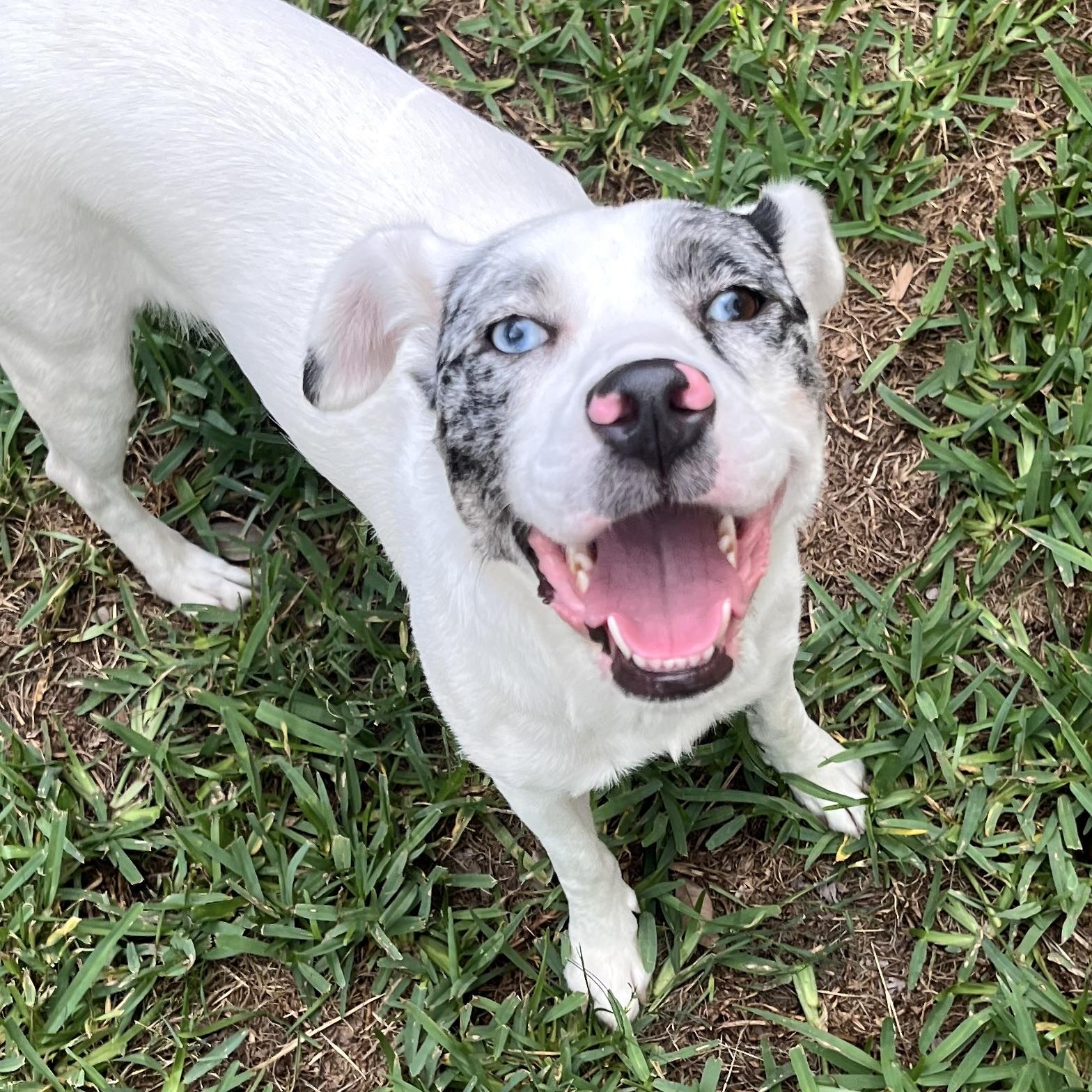 Enlarge Lyla, a Adoptable mixed breed in Latham, NY image 6/6