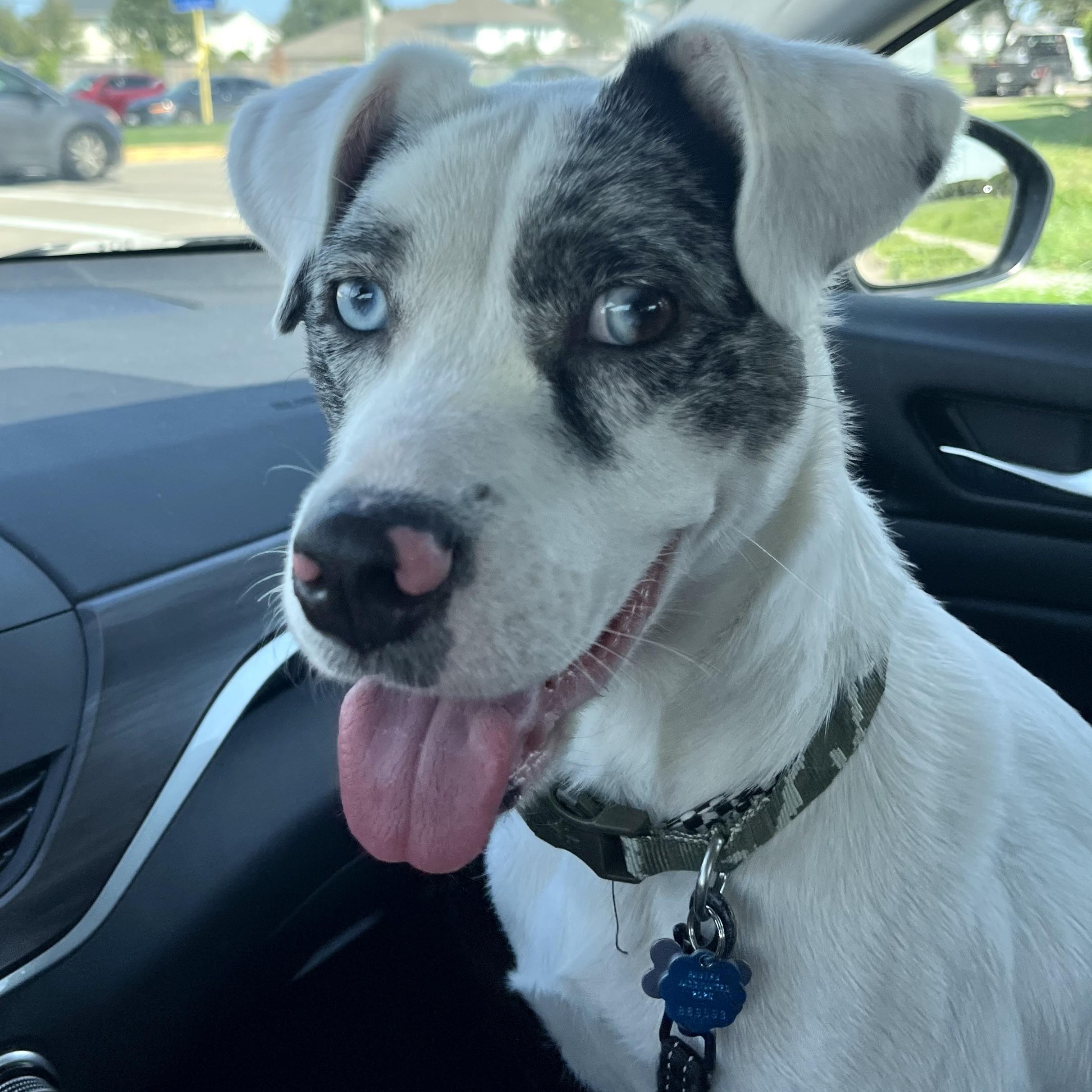 Enlarge Lyla, a Adoptable mixed breed in Latham, NY image 5/6