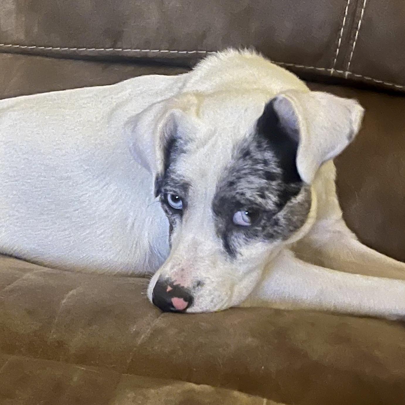 Enlarge Lyla, a Adoptable mixed breed in Latham, NY image 1/6