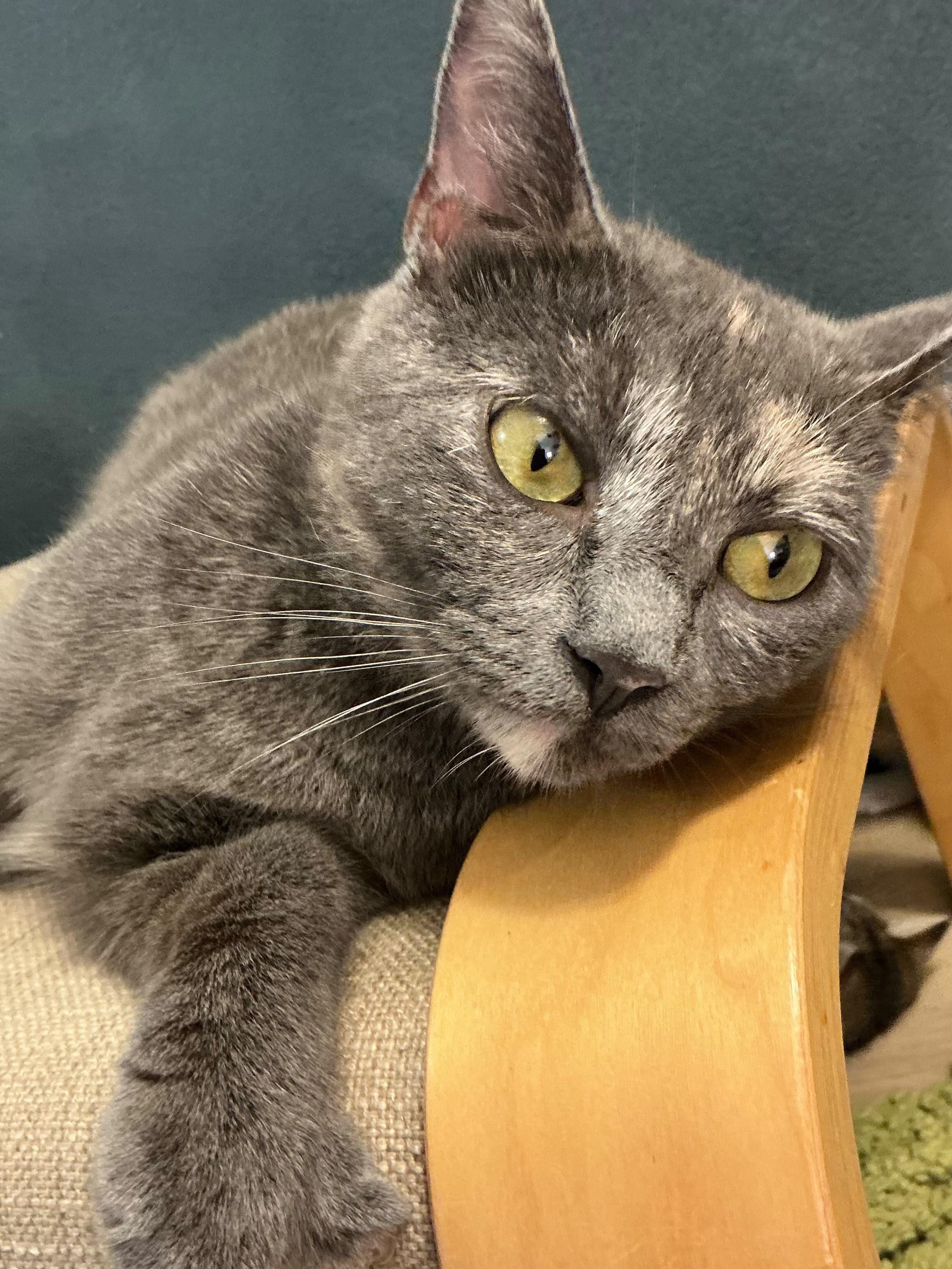 Esper, an adoptable Domestic Short Hair in New Britain, CT image 1/4