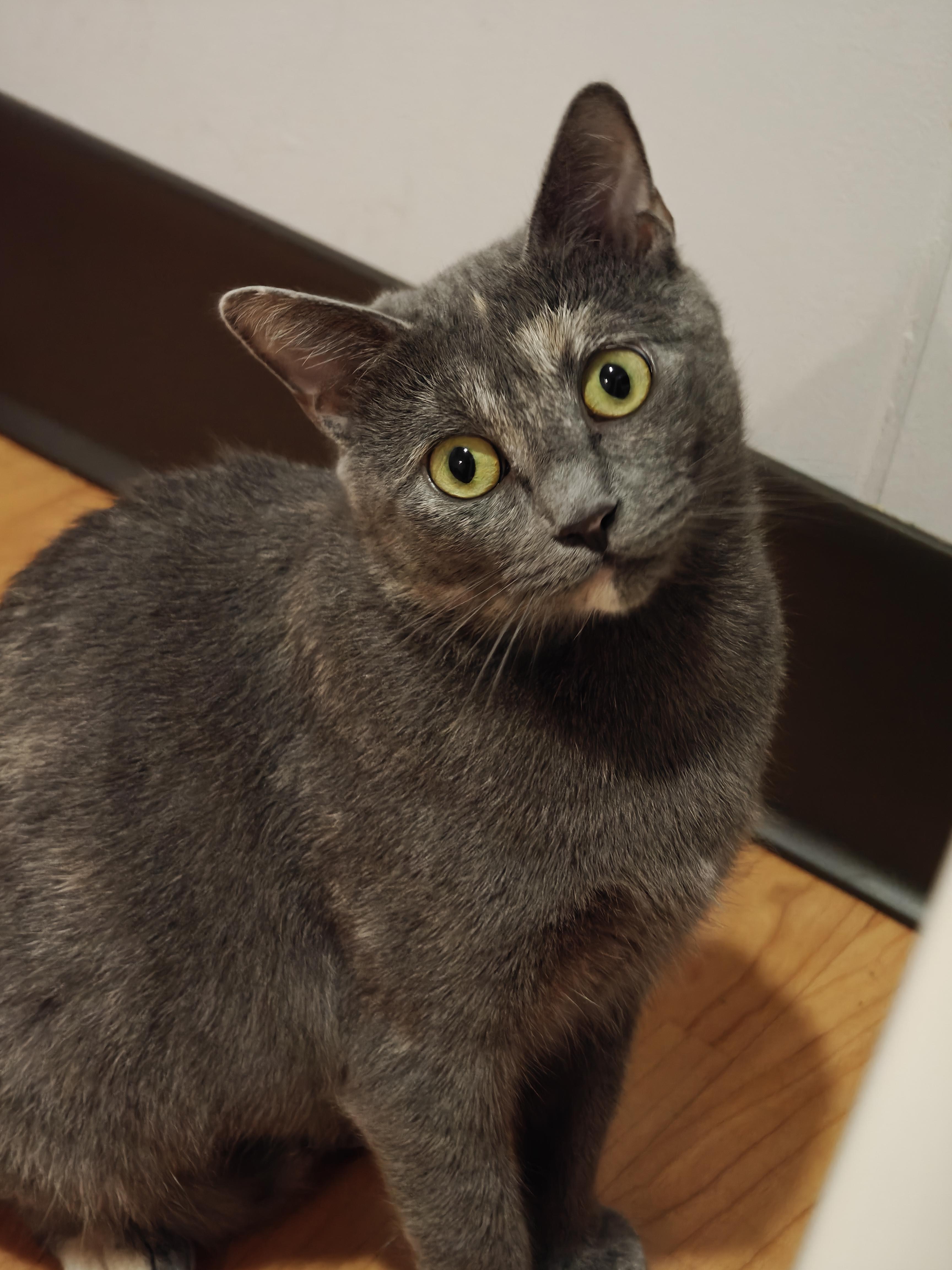 Enlarge Esper, a Adoptable Domestic Short Hair in New Britain, CT image 3/6