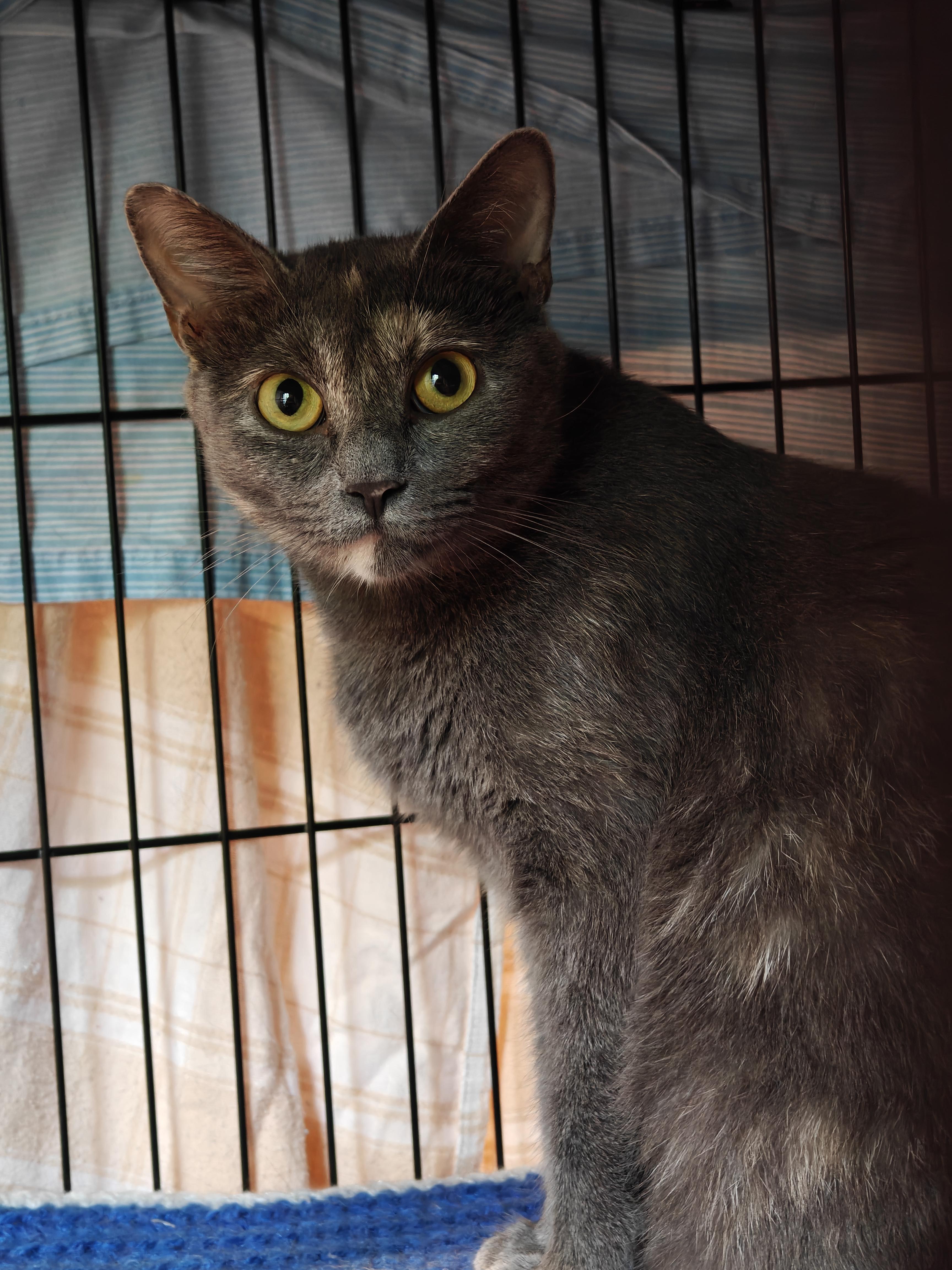 Esper, an adoptable Domestic Short Hair in New Britain, CT image 3/4