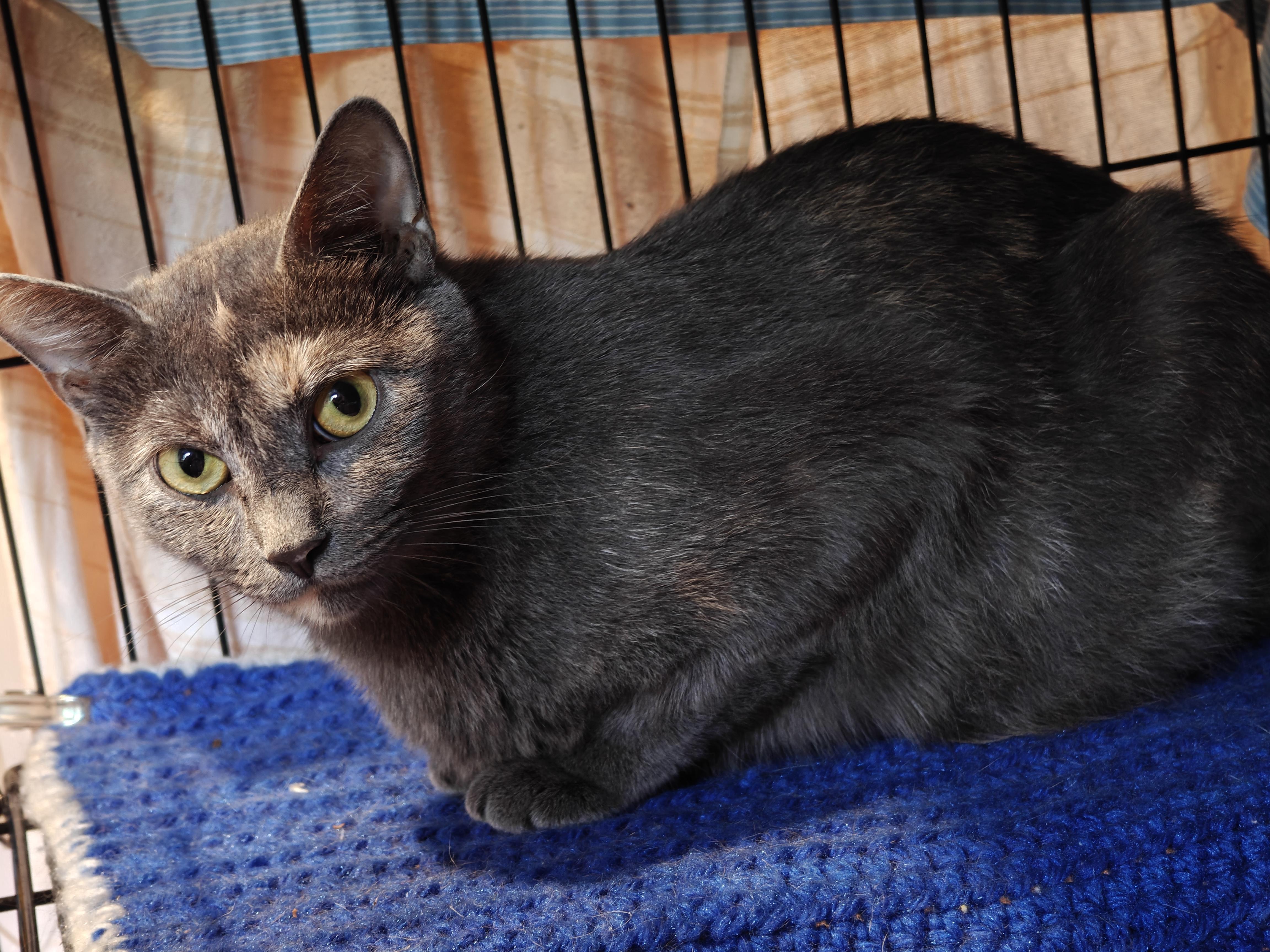 Esper, an adoptable Domestic Short Hair in New Britain, CT image 4/4