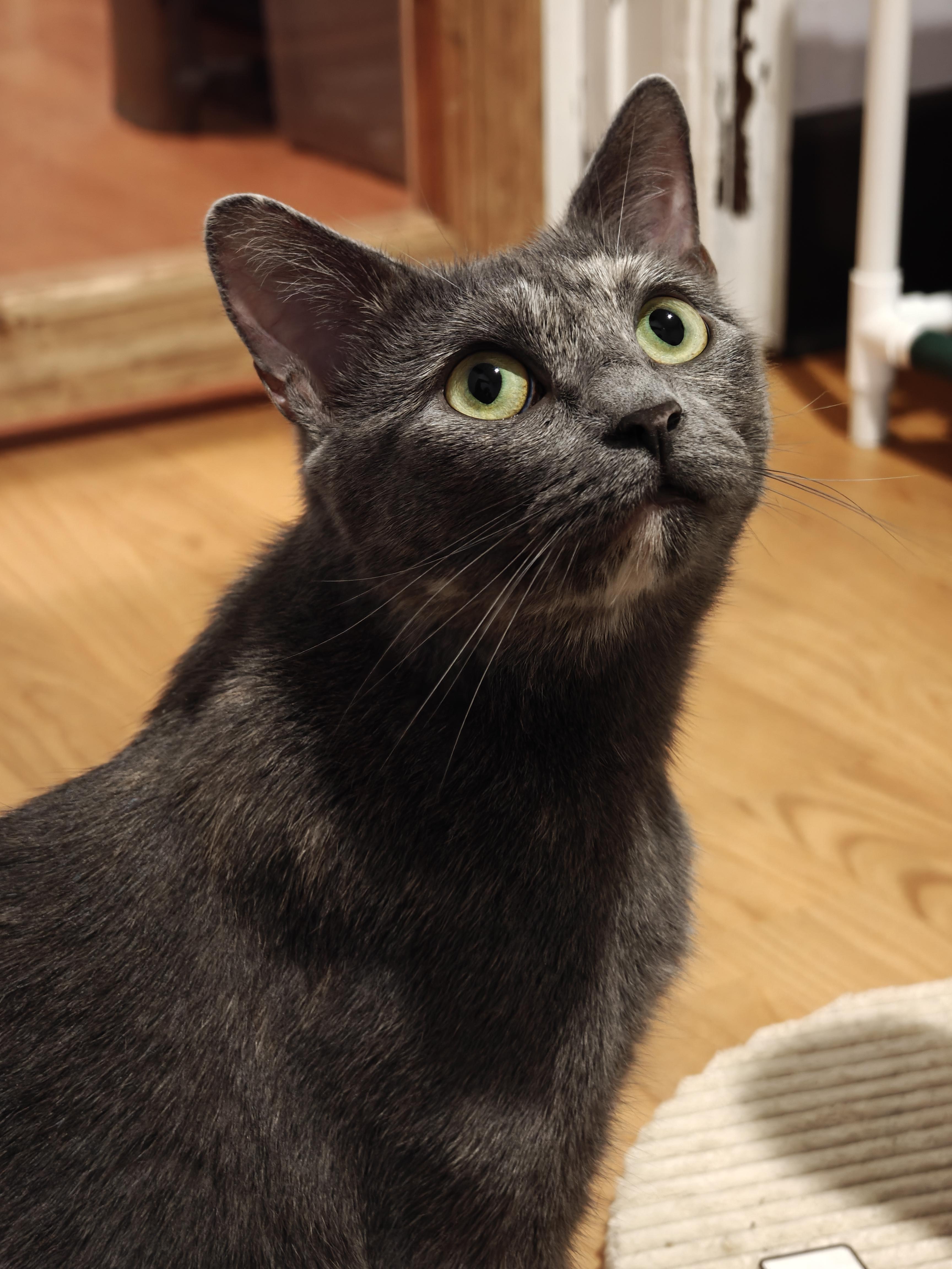 Enlarge Esper, a Adoptable Domestic Short Hair in New Britain, CT image 1/6