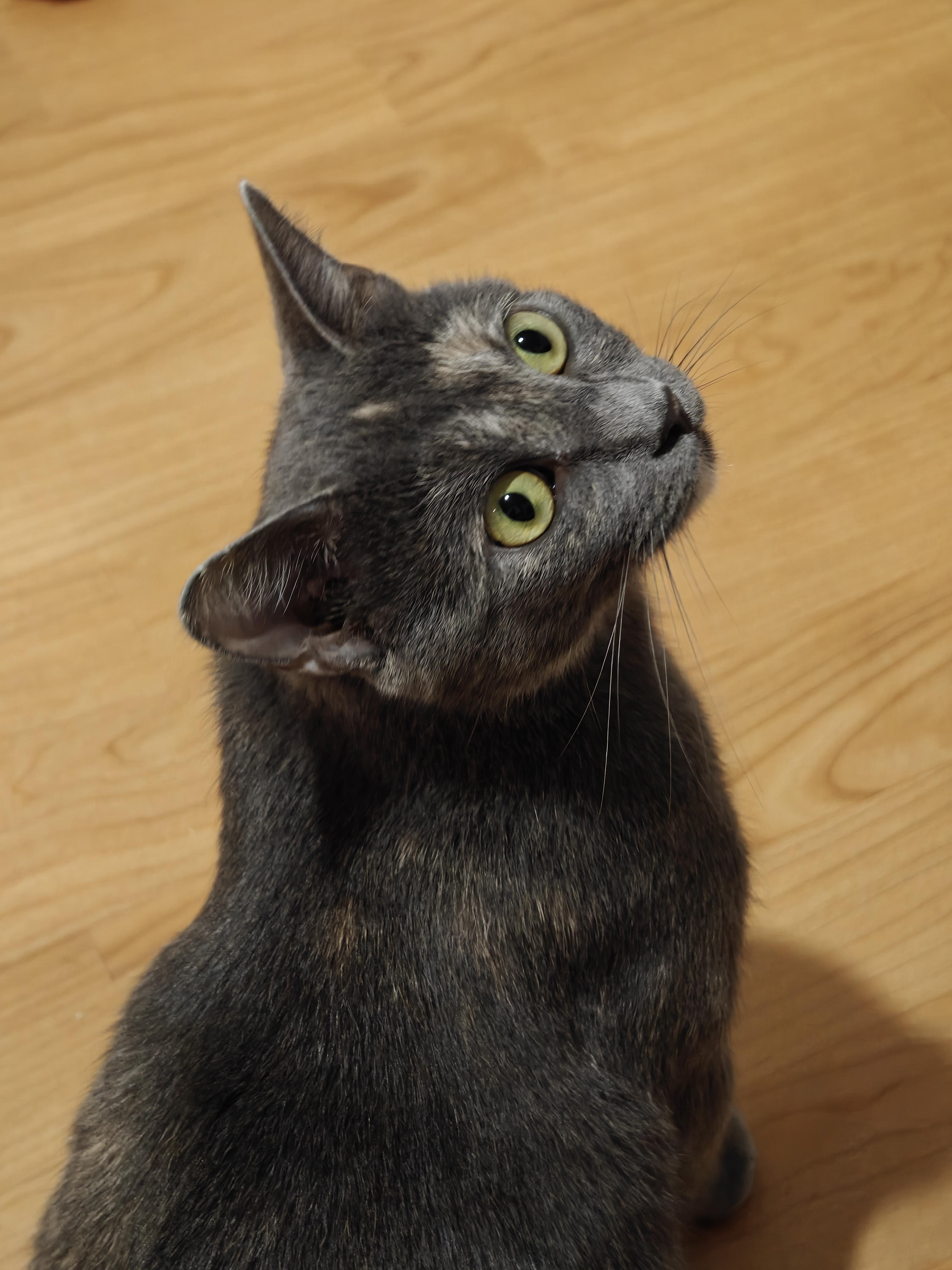 Enlarge Esper, a Adoptable Domestic Short Hair in New Britain, CT image 4/6