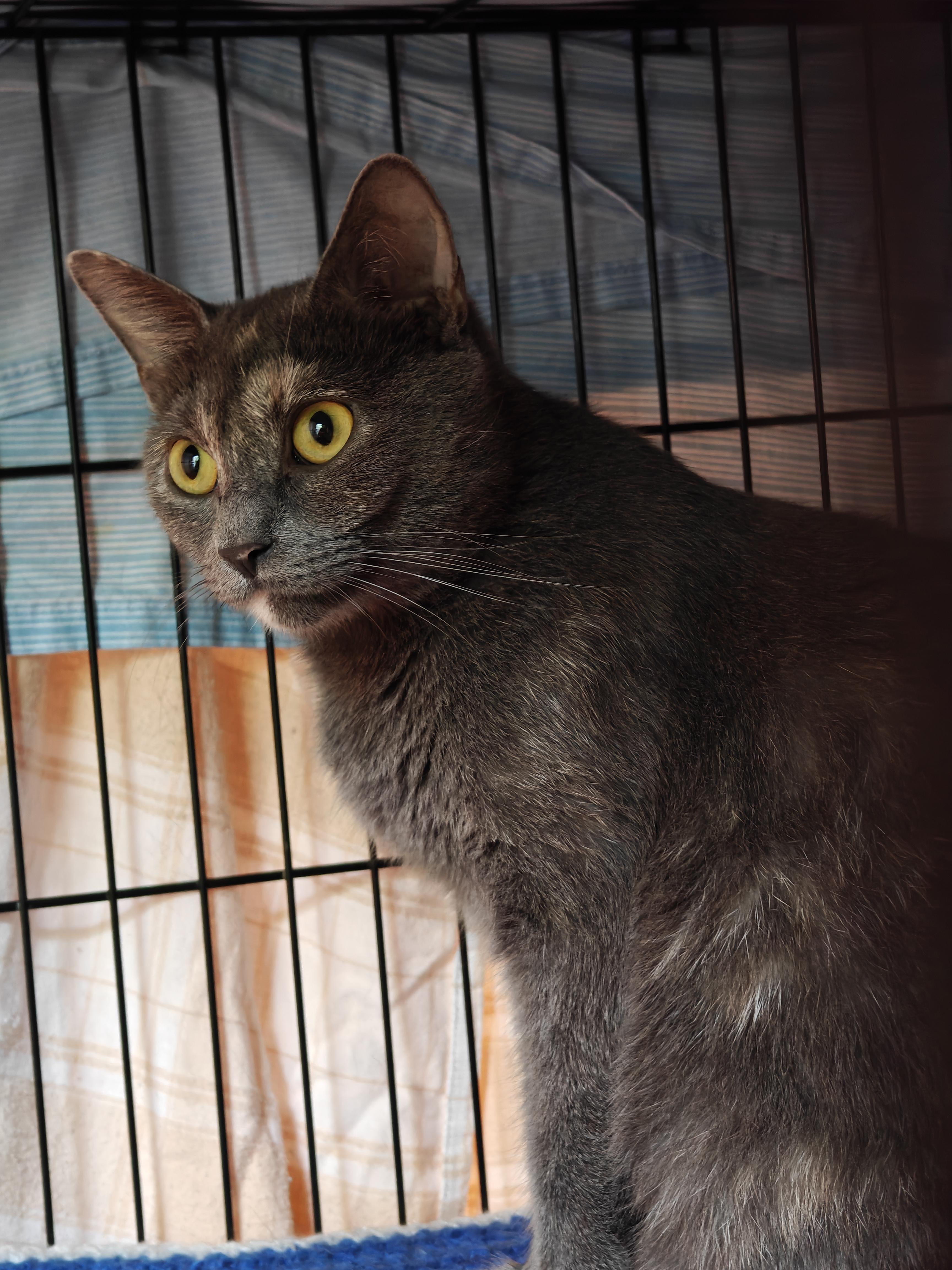 Esper, an adoptable Domestic Short Hair in New Britain, CT image 2/4