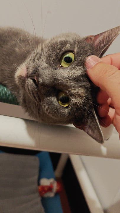 Enlarge Esper, a Adoptable Domestic Short Hair in New Britain, CT video 5/6